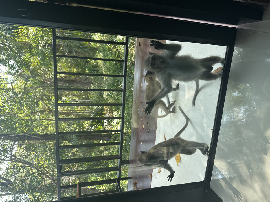 The image captures three long-tailed macaque monkeys (Macaca fascicularis) on a balcony outside a glass door or window in Phra Ae, Thailand. The primary subject is a juvenile monkey standing upright on its hind legs in the center, facing the viewer with front paws raised and splayed against the glass, its gaze directed inwards. To its left, a second monkey is partially visible, also standing and touching the glass with one hand. A third monkey is observed on all fours in the background, facing the first monkey. The monkeys are positioned on a light-colored tiled floor that transitions to dark wooden floorboards behind them. Scattered dry leaves are present on the floor. Beyond the balcony, a black metal railing separates the structure from dense, verdant tropical foliage and trees, indicating a jungle or forest environment. Bright daylight illuminates the scene. No human subjects are visible. A small piece of banana peel is on the tiled floor near the central monkey.