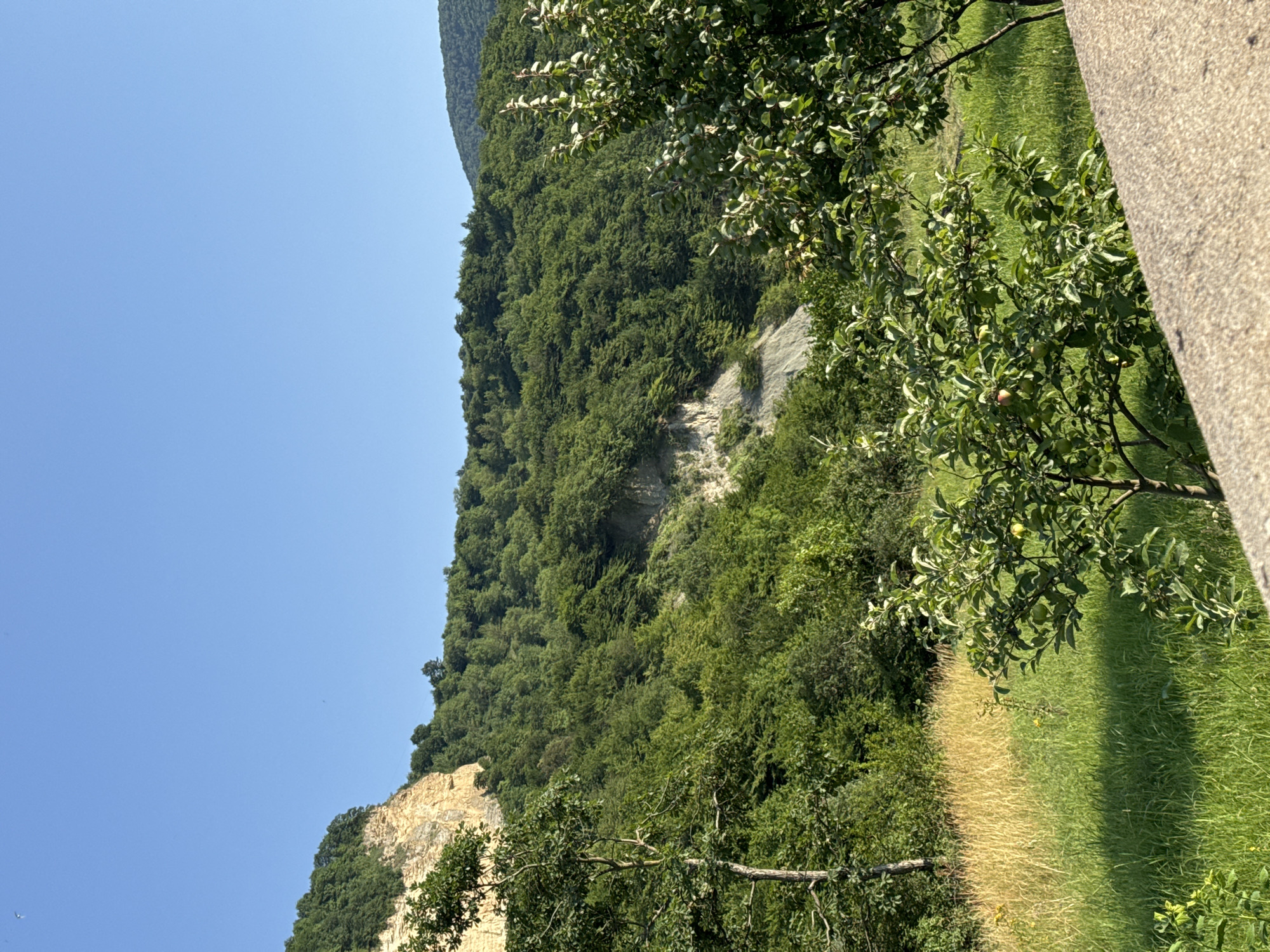 The image depicts a lush green hillside covered in dense trees under a clear blue sky. A light-colored cliff face is visible on the left side of the frame, partially obscured by foliage. In the foreground, there is a grassy field with a patch of dry, golden grass and a small tree bearing green fruit. A grey concrete structure runs along the bottom right of the image. The scene appears to be a natural landscape, possibly a park or mountainous region, with no people or man-made structures other than the foreground concrete. The location is identified as Khapil, Russia.
