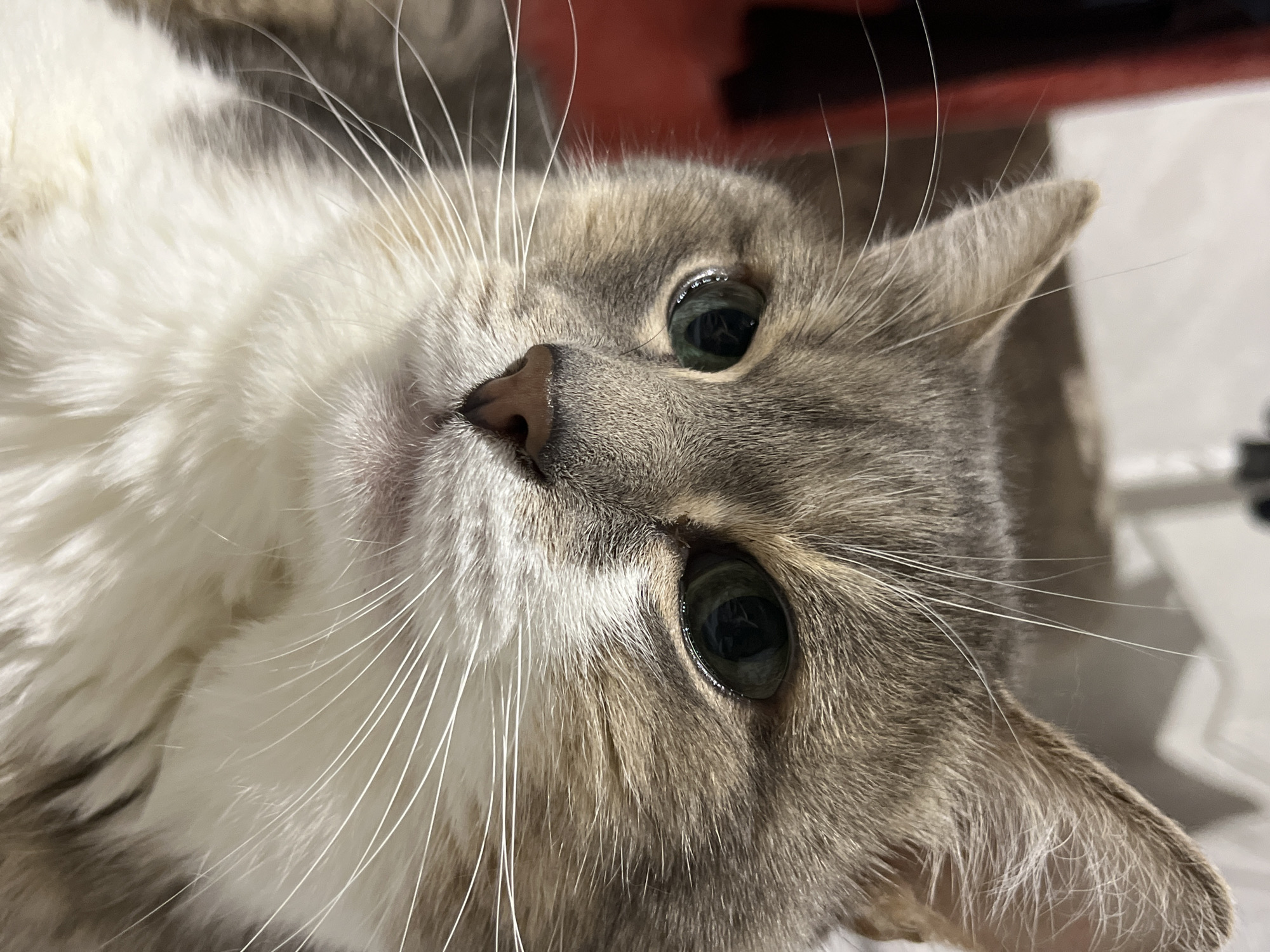 A close-up shot of a cat's face with white and gray fur. The cat has green eyes, a pink nose, and long white whiskers. The background is out of focus, but there are hints of white and red objects. The location is unspecified in the image and cannot be determined.