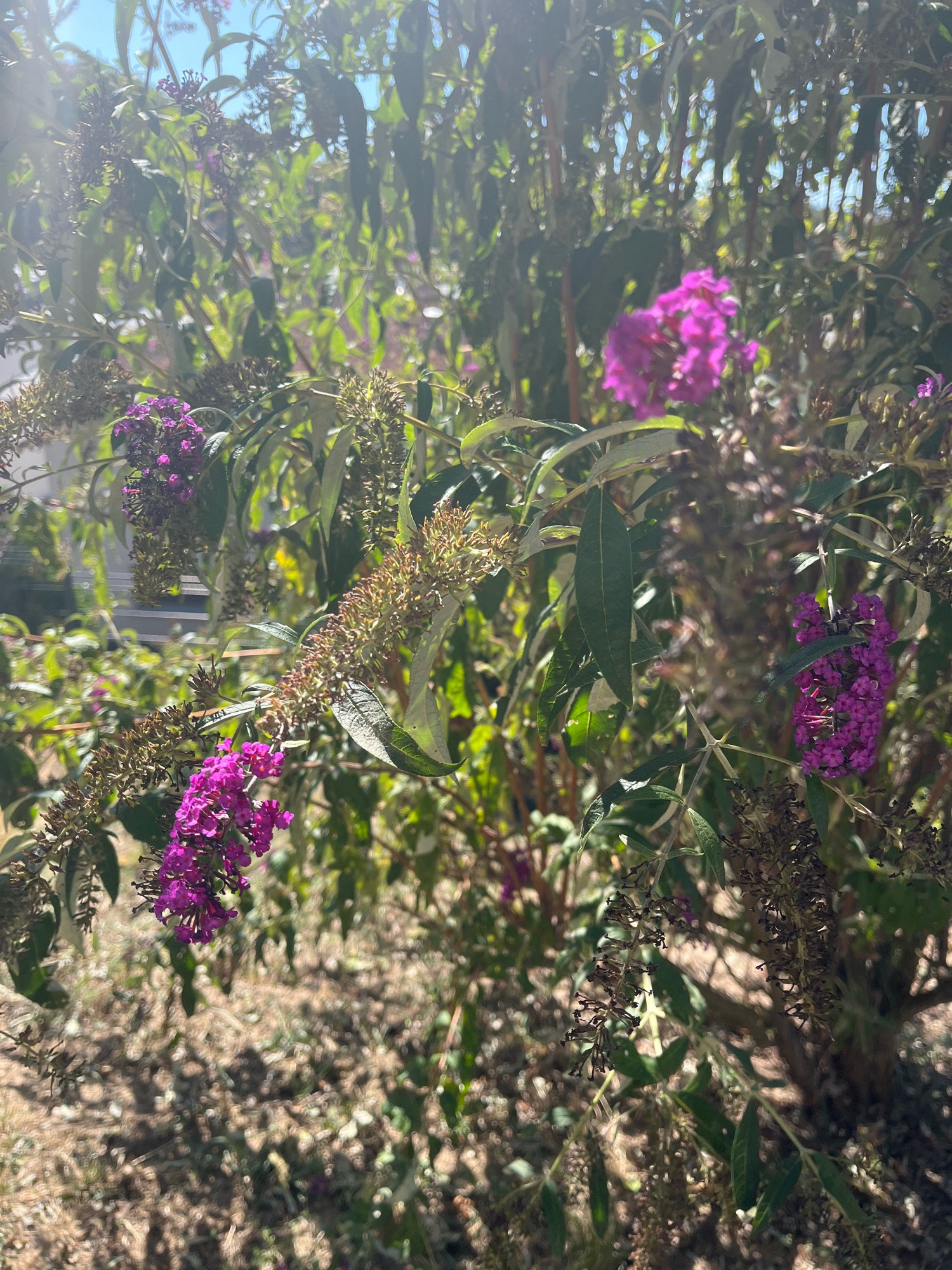 A close-up, eye-level shot captures a cluster of purple flowers on a shrub bathed in bright sunlight. The flowers are arranged in cone-shaped clusters, with individual florets visible. The leaves of the shrub are a deep green and slightly elongated. The background is a blur of green foliage and dappled sunlight, suggesting an outdoor setting. The ground beneath the shrub is covered with dry grass and scattered leaves. The overall impression is one of a sunny day in a garden. This image was taken in Chambœuf, France.