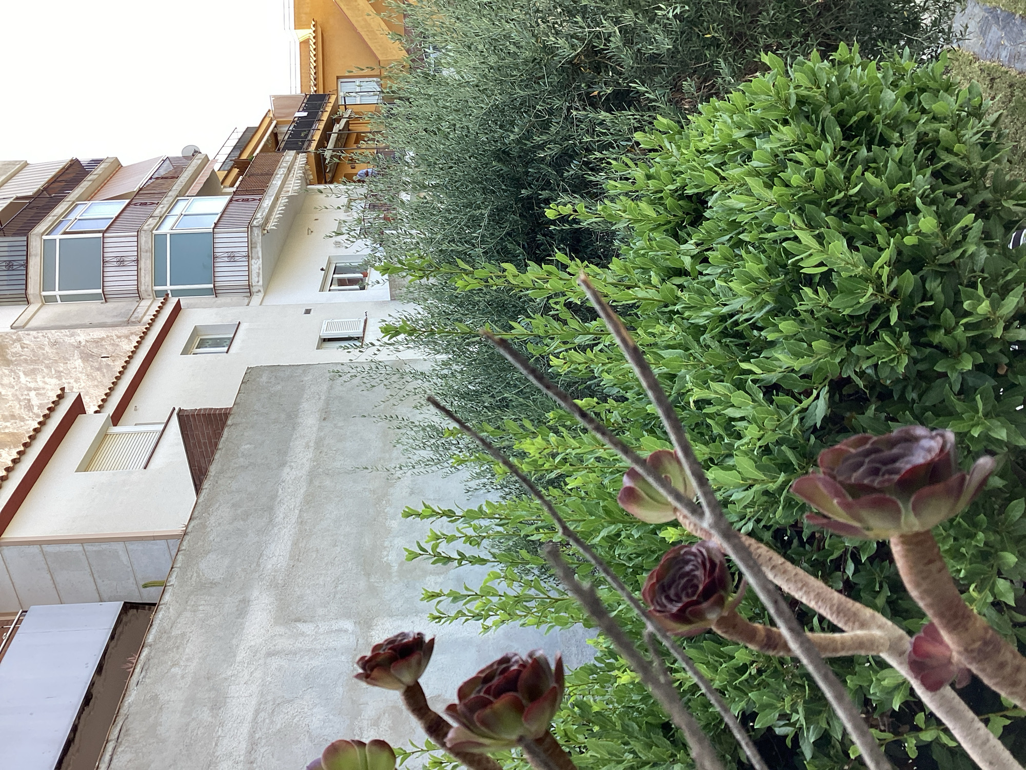 In the city of Blanes, Spain, a view looks up at a multi-story building with balconies and awnings, set against a clear sky. In the foreground, a cluster of succulent plants with dark red and green rosettes grows on thick, woody stems, some of which are in focus while others are blurred. Behind the succulents, a dense hedge of green leaves is visible, and further back, an olive tree with gray-green foliage can be seen. A textured gray wall runs across the middle of the image, separating the plants in the foreground from the buildings. The buildings appear to be residential apartments, with various window styles and balcony railings.