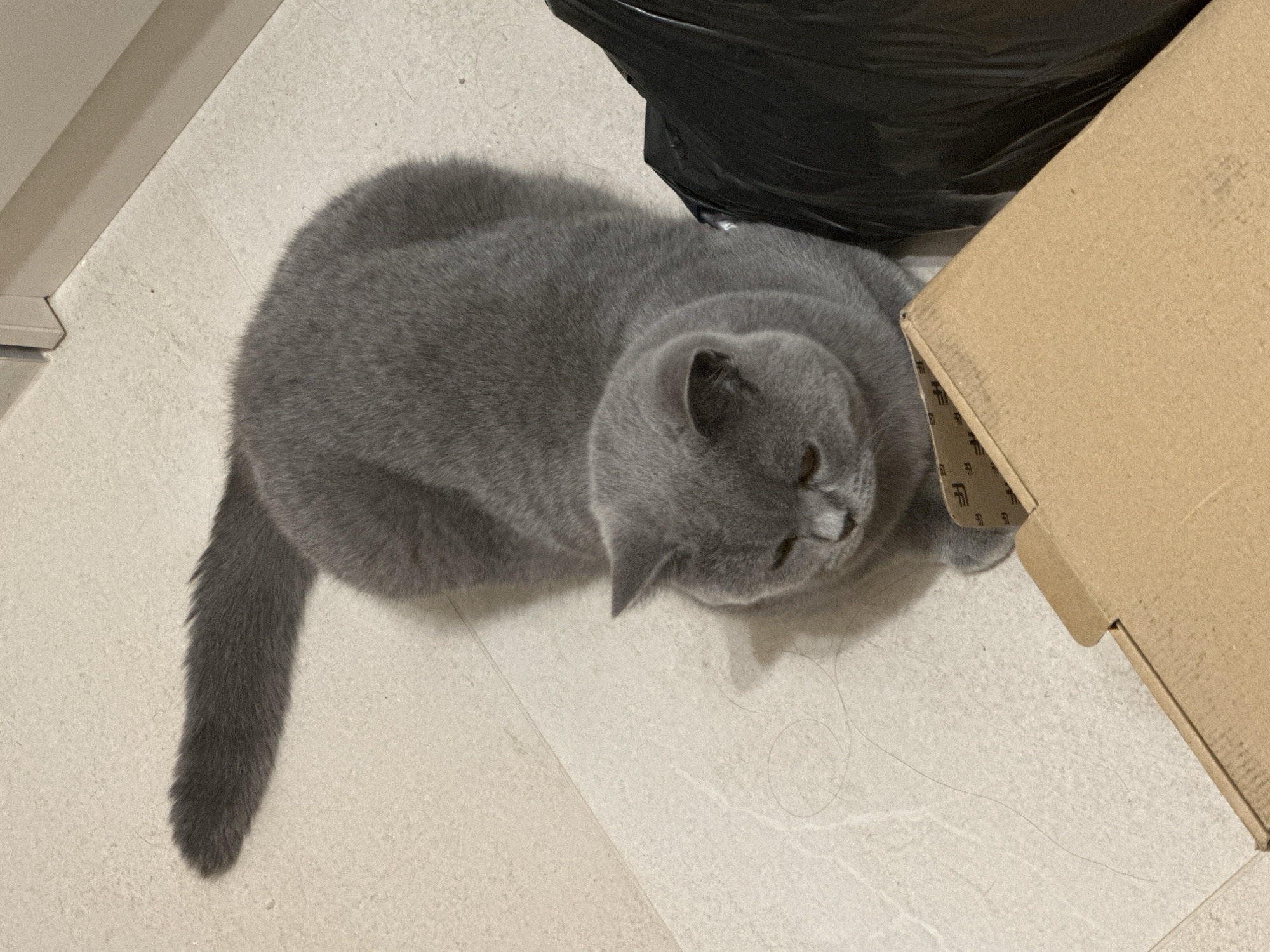 A gray British Shorthair cat is lying on a light-colored tiled floor. The cat is facing downwards and to the left. To the right of the cat, there is a black trash bag and a cardboard box. The cat's tail is extended to the left, and it casts a shadow on the floor. A few strands of cat hair are visible on the floor near the cat. The background appears to be a wall with a baseboard.