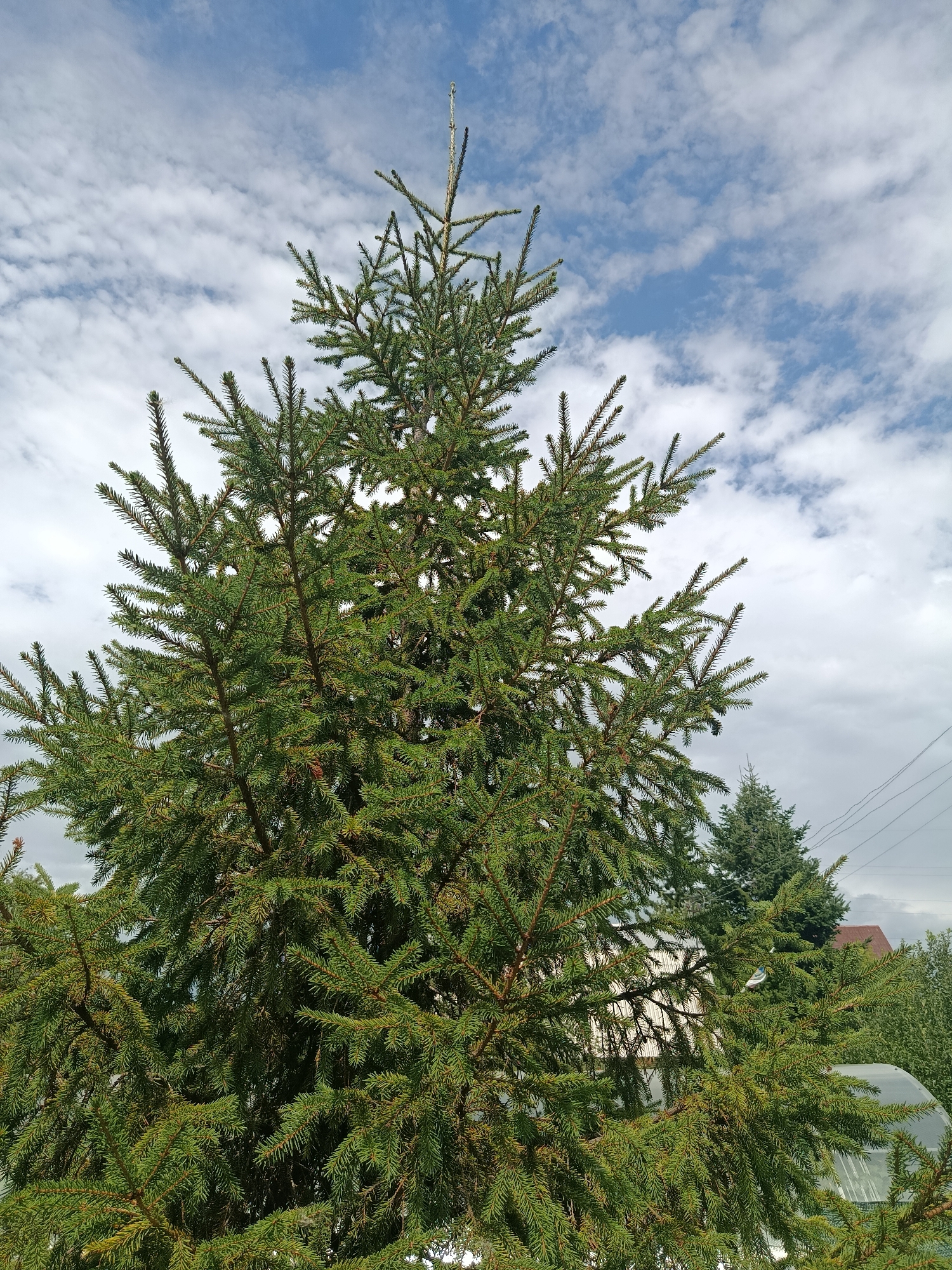 The image is a close-up, low-angle shot of a large evergreen tree, likely a spruce, dominating the foreground. The tree's branches, laden with dense green needles, fill most of the frame. The sky above is a mix of blue and white clouds, with some power lines visible in the upper right corner. In the background, partially obscured by the evergreen, are hints of houses with reddish-brown roofs and other trees. There are no people visible in the image. The overall impression is of a natural scene set against a backdrop of a semi-urban environment. The location is specified as Chik, Russia.