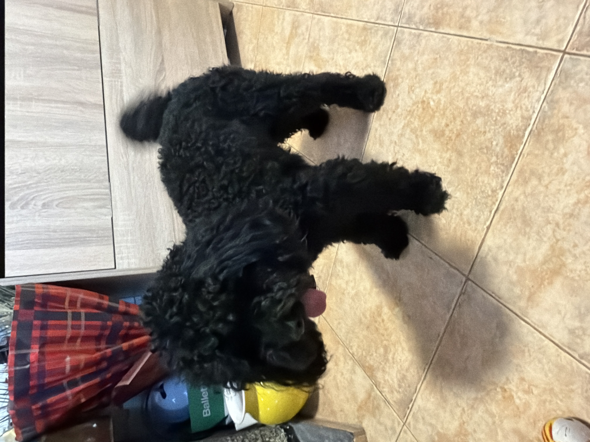 The image displays a black dog with curly fur, lying on its side on a light-colored tiled floor. The dog's tongue is slightly visible, suggesting a relaxed or playful state. The floor consists of square, beige or light brown tiles with visible grout lines. In the background, there is wooden furniture, appearing to be a cabinet or drawers, with a light wood grain finish. Near the dog's head, several objects are partially visible: a bright yellow, round item, a green object with the word "Ballet" printed in white text, and a piece of red and black plaid fabric. The scene appears to be indoors. There are no specific visual cues in the image to indicate its location as Sofia, Bulgaria.