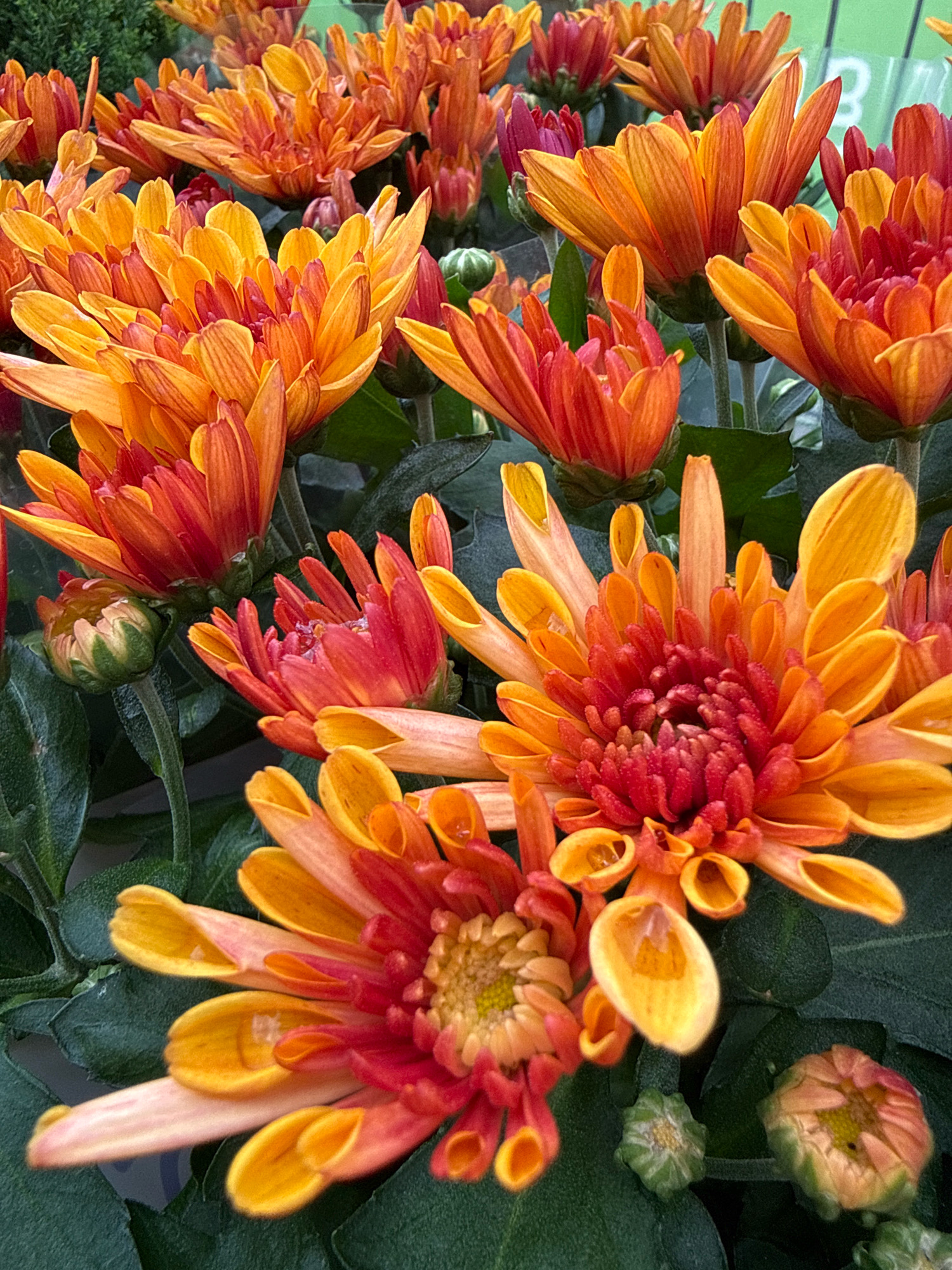 This is a close-up, eye-level, vertical, outdoor shot of vibrant orange and red chrysanthemums. The flowers are in full bloom with layered petals. Some buds are also visible, one with green outer leaves and another partially open, showing hints of orange and pink. The background is a blur of green foliage and a faint hint of a green plastic tag, suggesting these flowers are part of a retail display or garden center. The lighting is bright, illuminating the colors and textures of the petals. The scene is located in Bad Sachsa, Germany.