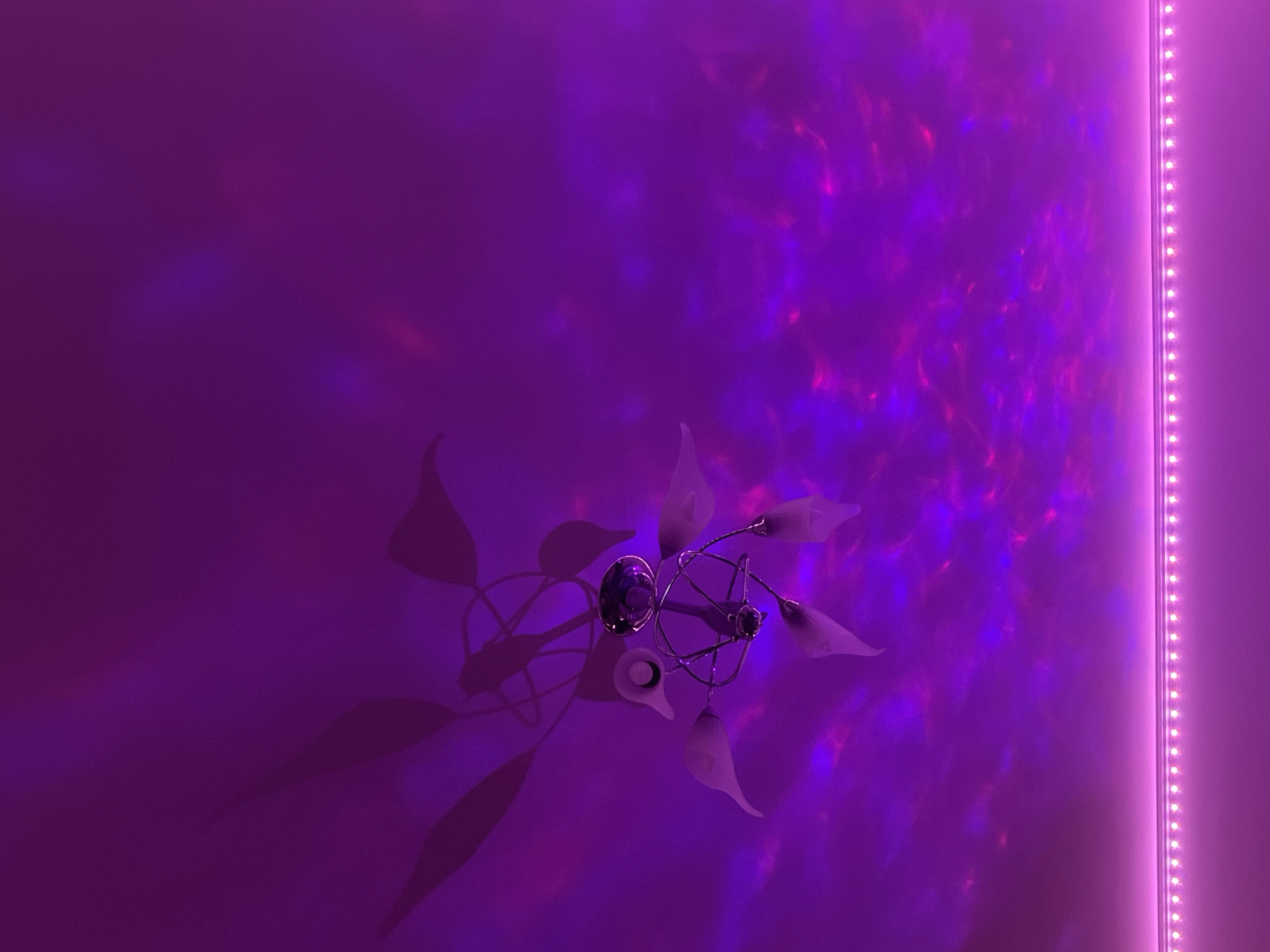 The image displays an interior room in Saint Petersburg, Russia, illuminated predominantly by purple and magenta light. A chrome-finished, multi-arm ceiling fixture, fitted with several frosted glass shades shaped like calla lilies, is suspended from the ceiling in the upper left quadrant. This fixture casts distinct, multi-branched shadows, including leaf-like patterns, onto the ceiling surface. The ceiling itself exhibits dynamic, swirling patterns of lighter purple and pink light, indicative of an ambient light projector. A horizontal LED strip light, emitting a consistent, bright magenta glow, is affixed to the wall below the ceiling line. No individuals, specific actions, or interactions are depicted within the static scene.