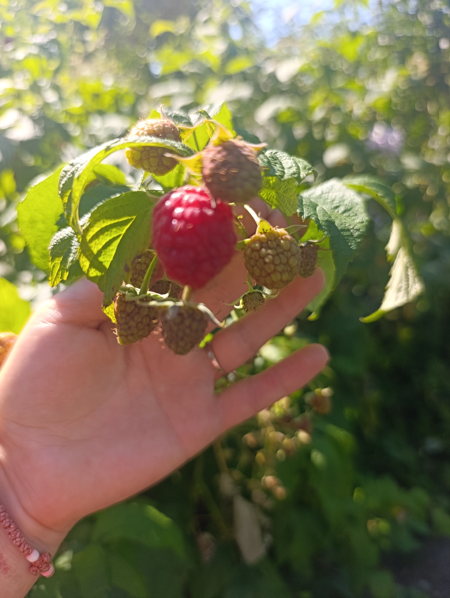 A hand, possibly of an adult, is holding a cluster of raspberries against a blurred background of green foliage and sunlight. One raspberry is ripe and red, while others are unripe and green. The hand is adorned with a pink and white beaded bracelet. The scene appears to be outdoors, suggesting a garden or natural environment. The specific location in Kalynivka, Ukraine is not discernable from the image itself.