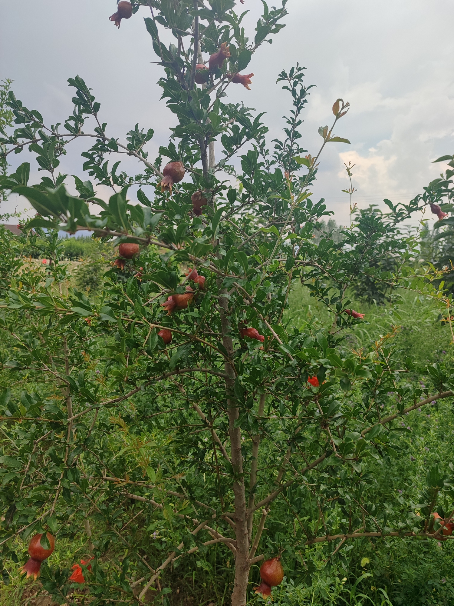 The image shows a pomegranate tree with several developing fruits and red flowers, set against a cloudy sky. The tree is medium-sized, with a visible trunk and numerous branches laden with green leaves. The pomegranates appear to be mostly unripe, exhibiting a reddish-brown hue, with a few still in their early stages of development. Red flowers, characteristic of the pomegranate plant, are also scattered amongst the foliage. The background consists of lush green vegetation, suggesting a rural or garden setting. In the distance, faint hints of other trees and possibly buildings can be discerned. The overall impression is that of a healthy, fruit-bearing tree in an outdoor environment, likely in the city of Жаңы-Абад, Kyrgyzstan. There are no people or animals visible in the frame.