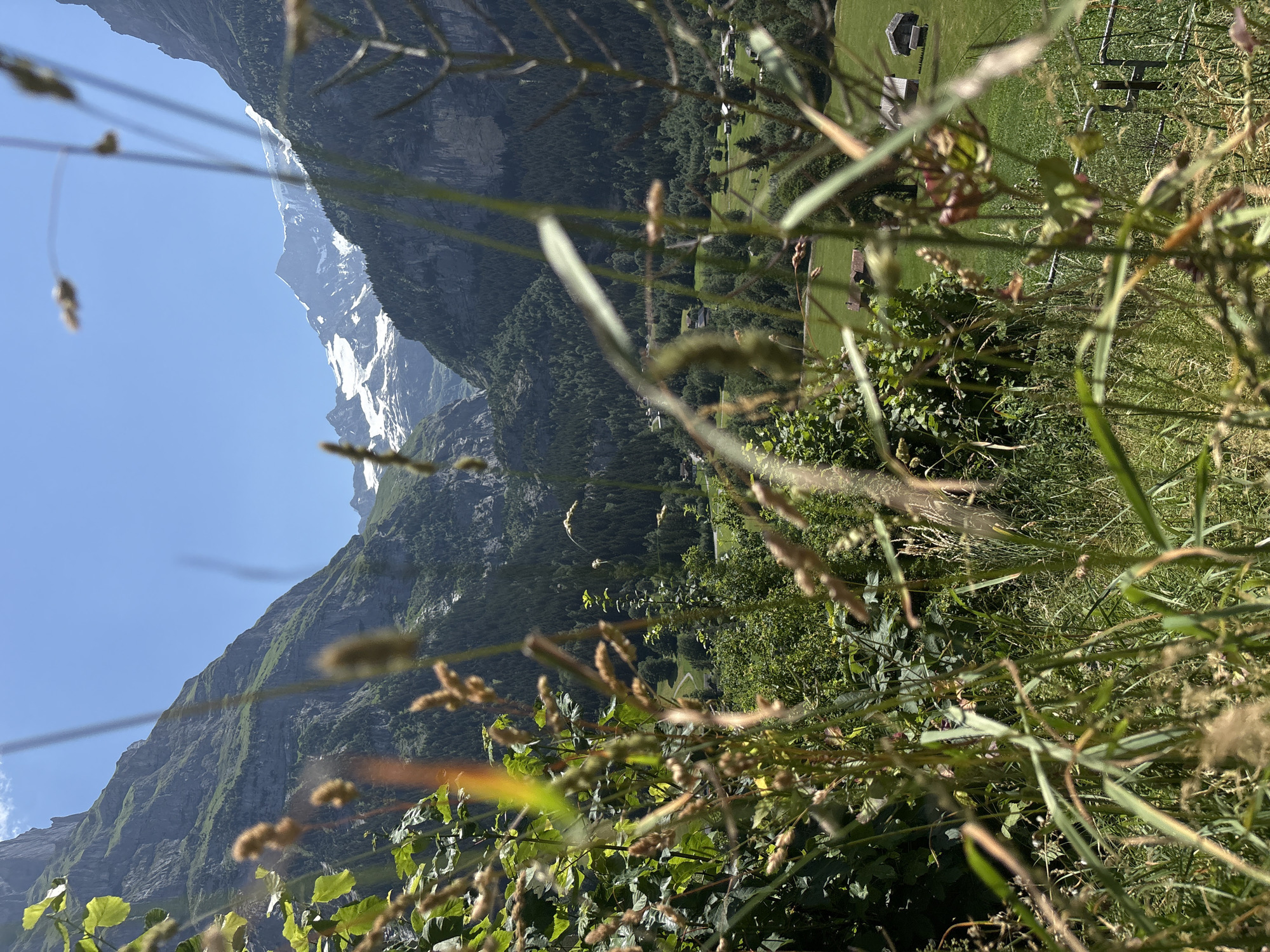 This media file is a photograph taken in Grindelwald, Switzerland, likely during daytime on a clear, sunny day. The perspective is from a foreground of lush green grass and foliage, with some dry seed heads in focus. The background reveals a dramatic mountain landscape, characteristic of the Swiss Alps. A sheer, dark mountain face dominates the left side, with patches of snow visible on its upper slopes and peak. To the right, the terrain slopes down into a valley, dotted with a few small, traditional wooden buildings, suggesting a rural or alpine village setting. The greenery in the valley and on the lower mountain slopes indicates a verdant, possibly summer season. The image is oriented vertically, with the sky appearing at the bottom and the valley and mountains at the top, suggesting the photo was taken looking upwards and outwards from a dense patch of vegetation. The overall impression is one of natural beauty and a peaceful, secluded alpine environment. There is no visible text in the image.