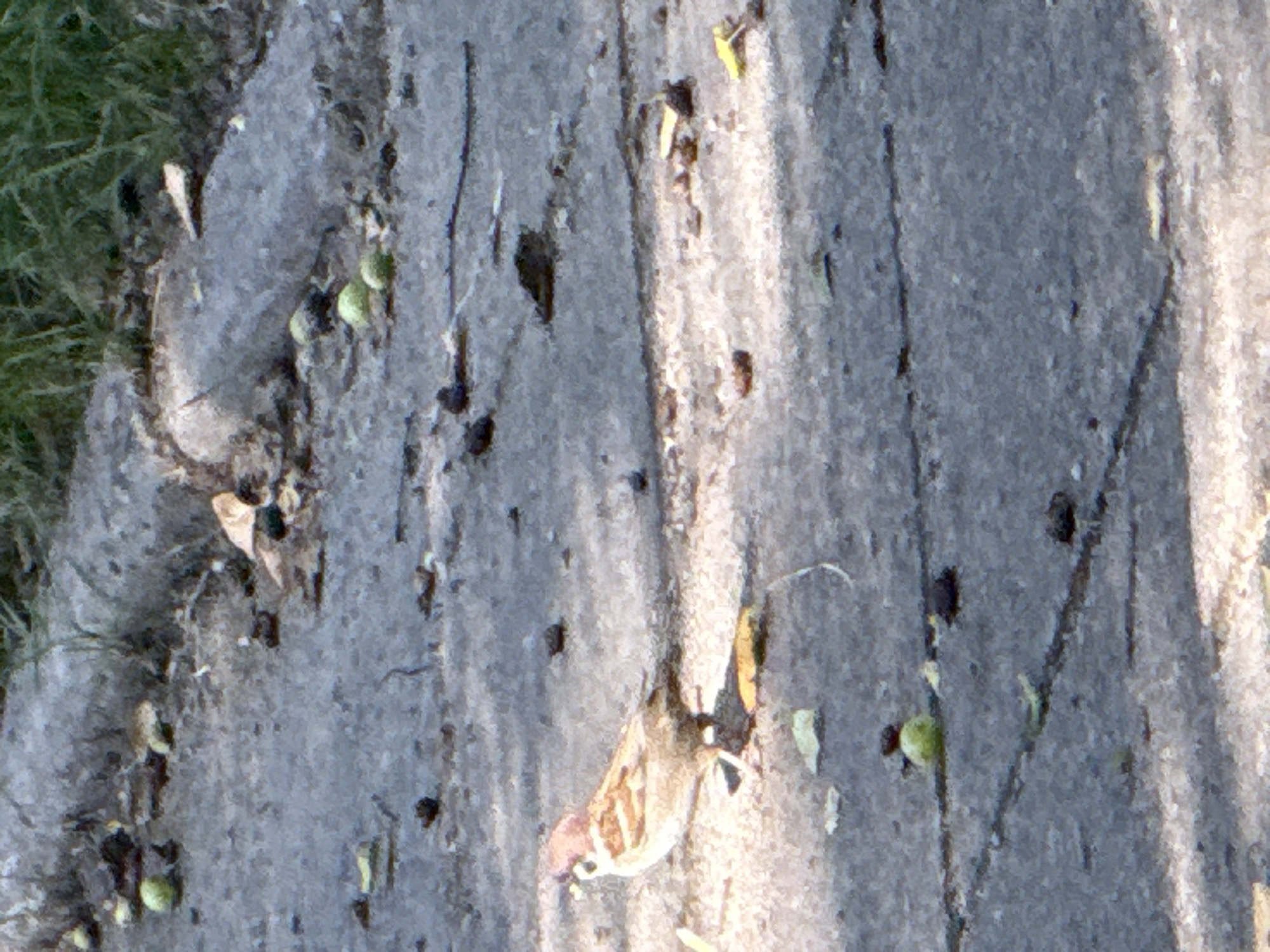The image shows a bird standing on a paved surface in an outdoor environment. The bird, possibly a sparrow, is light brown and white with streaks on its back and chest. It is standing on a grey, cracked pavement, possibly a sidewalk or path. Scattered around the bird are small green objects that appear to be nuts or berries, as well as some dry leaves and small stones. The background is blurred but suggests a natural environment with grass and a rocky or concrete edge. The scene appears to be a snapshot of a bird foraging in an urban or suburban area. There is no indication of specific location within Rudamina, Lithuania, nor any people or interactions.