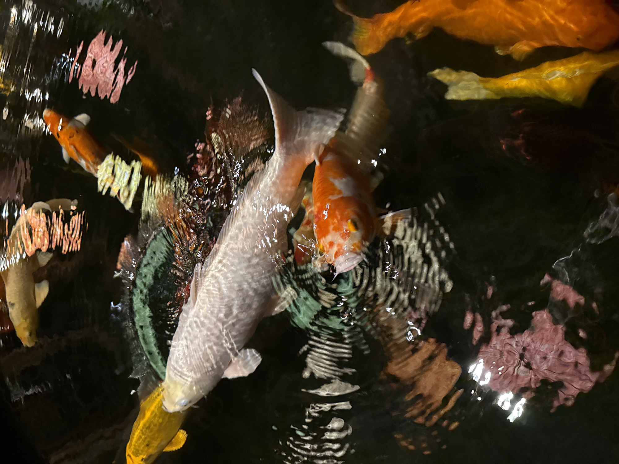This image captures a dynamic scene of several colorful koi fish swimming in dark, rippled water. A large, predominantly white or silver-colored koi fish is prominent in the center, its body elongated and partially submerged, creating a sense of movement. Adjacent to it, an orange and white patterned koi has its head near the water's surface, facing slightly towards the camera.
Various other koi, including bright orange and yellow ones, are visible throughout the frame, their bodies partly obscured by the water's surface and reflections. The water is dark, providing a stark contrast to the vibrant fish and the abstract, wavy reflections that dance across its surface. These reflections show streaks and patches of pink, white, and yellow light, suggesting overhead illumination. The ripples on the water distort these reflections, creating an artistic, blurred effect.
The scene depicts active aquatic life within a pond or water feature, likely illuminated by artificial lights, as suggested by the bright reflections against the dark water, making the time of day ambiguous. No people or visible text are present in the image. The setting is in Nha Trang, Vietnam, and the overall impression is one of peaceful, captivating aquatic beauty.