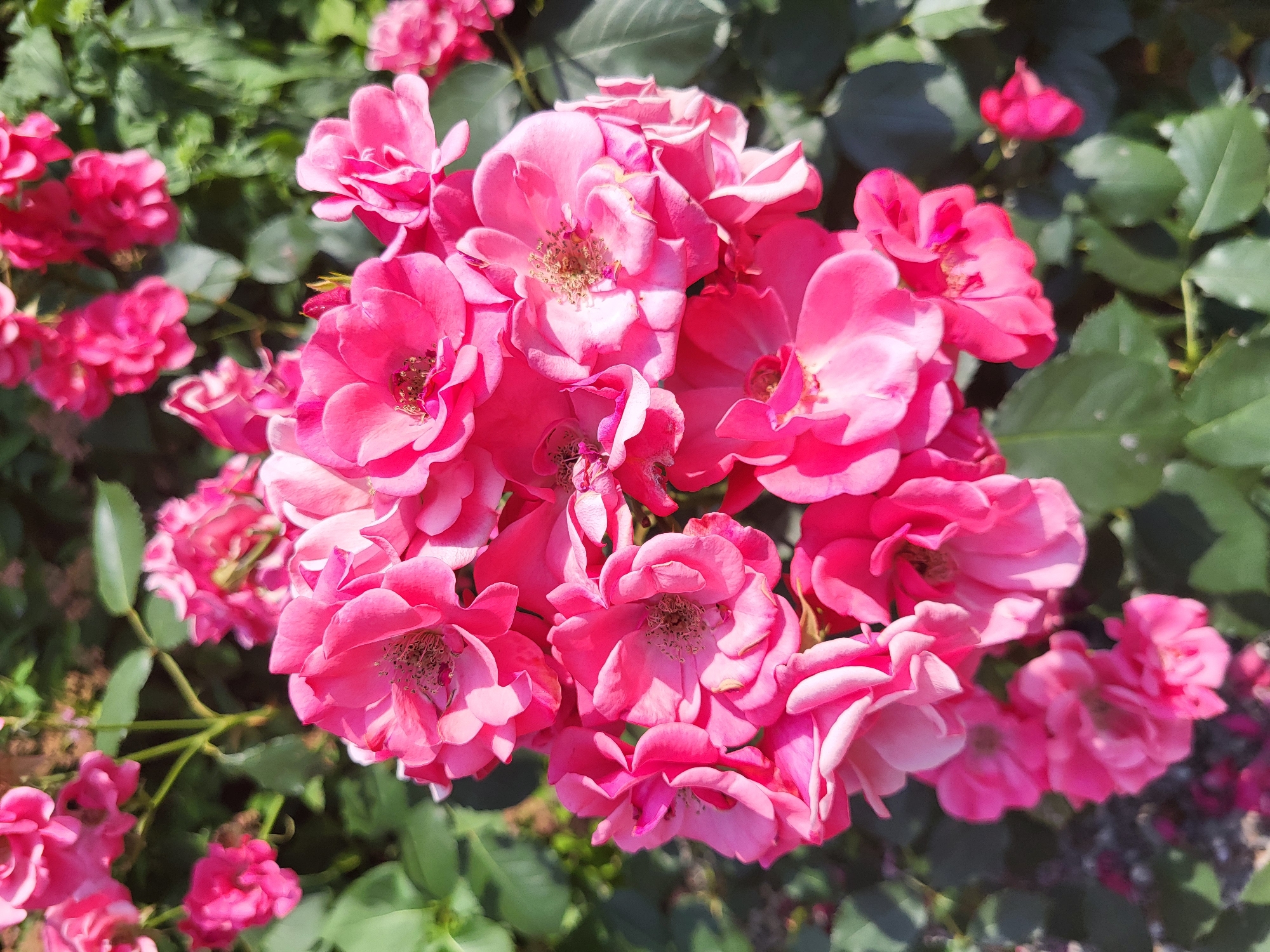 The image displays a close-up, overhead view of a cluster of bright pink roses in bloom. The roses are the primary subject, filling the majority of the frame with their layered petals and visible stamens. They are arranged on a stem with green leaves visible in the background. The lighting suggests a sunny day, with some shadows cast on the petals. The overall impression is of a vibrant and natural floral arrangement. The location is Unknown, Unknown.