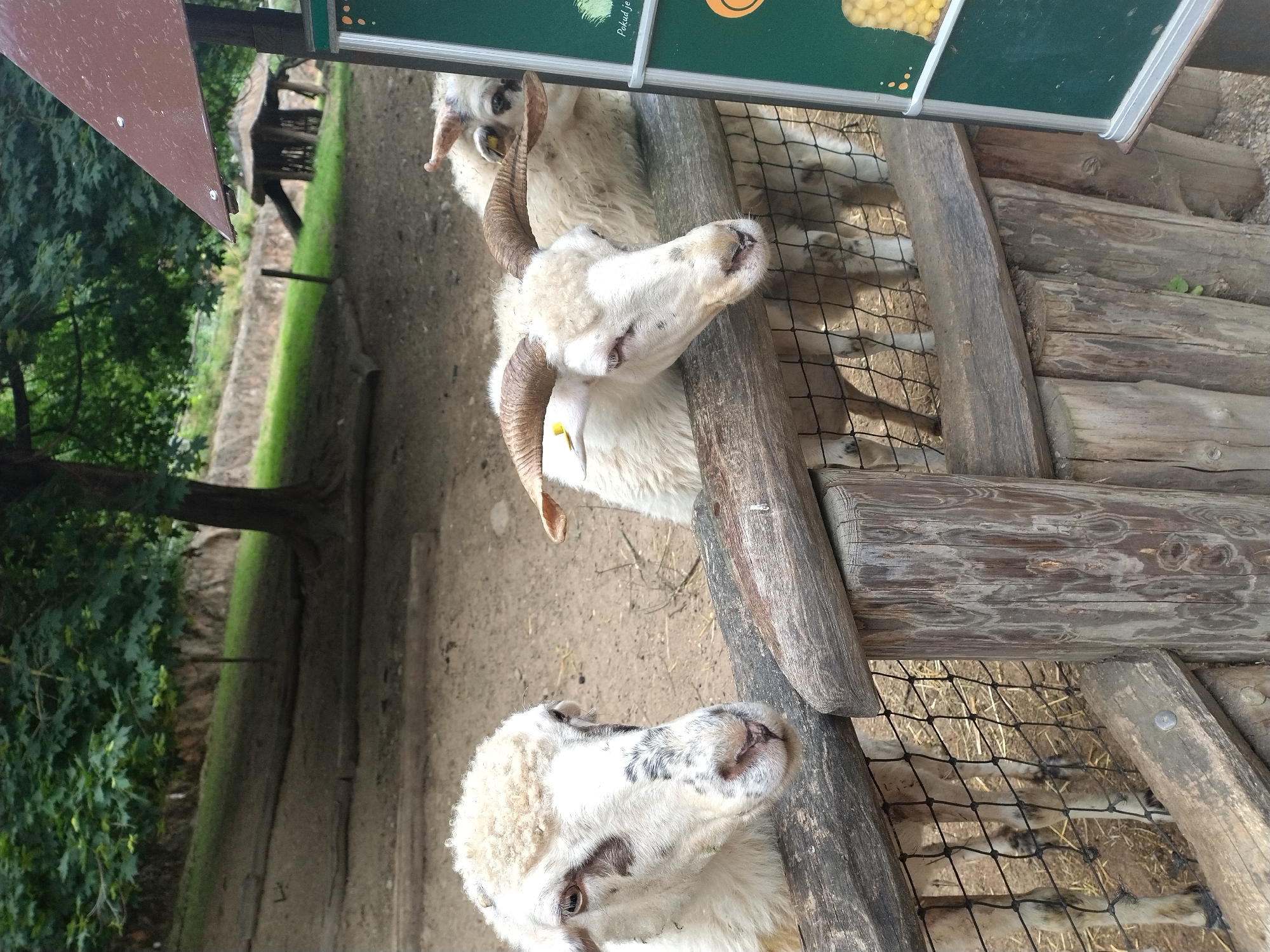 This image, taken in Jihlava, Czechia, depicts two sheep peering over a wooden fence at what appears to be a zoo or an animal enclosure. The sheep in the foreground is white with dark markings around its eyes and nose, and it has a fluffy woolly head. Its body is mostly obscured by the fence, but its legs are visible beneath it. The second sheep, positioned slightly behind the first, has large, curved horns and is also white with some dark markings. It is facing the same direction as the first sheep, and its head is also visible above the fence. The fence is made of rough, weathered wooden planks and posts, with a wire mesh visible behind it. In the background, there is a dirt path, some grass, and trees, suggesting an outdoor setting. A green sign with yellow markings and text in a foreign language is partially visible on the right side of the frame.