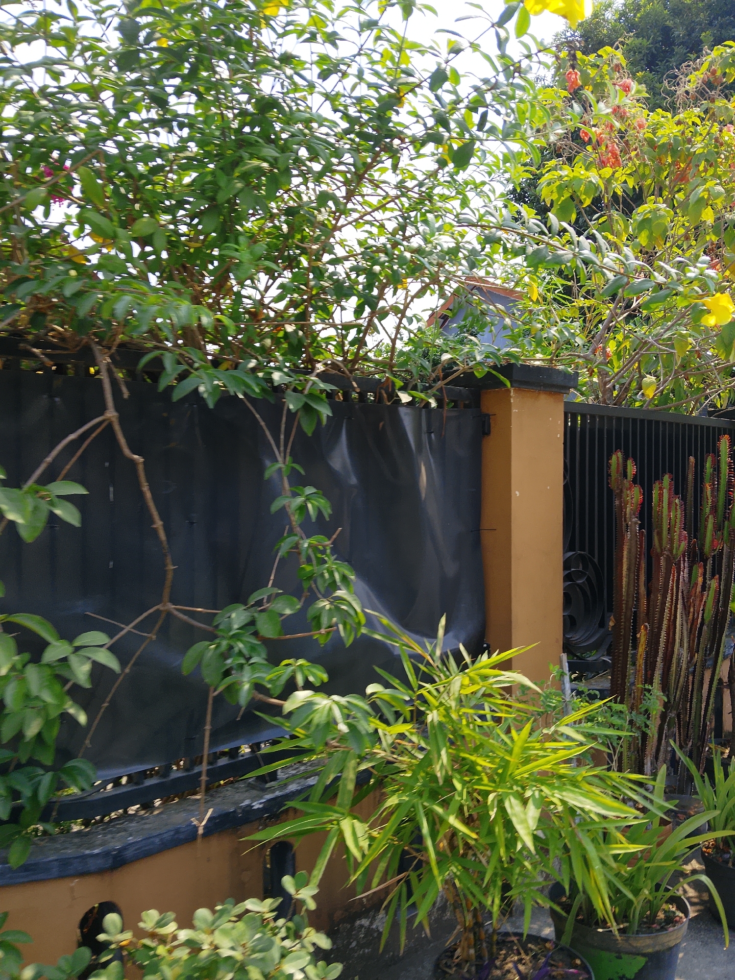A sunlit scene in Padangan, Indonesia, features a yard with a tall, dark fence. Green foliage from various plants cascades over the fence and onto a tan-colored wall. Among the plants, a small bamboo plant in a black pot is visible in the foreground. To the right of the fence, a row of tall, spiky cacti stands in pots. The background reveals more greenery and a hint of a building with an orange roof. The sky is bright and clear.