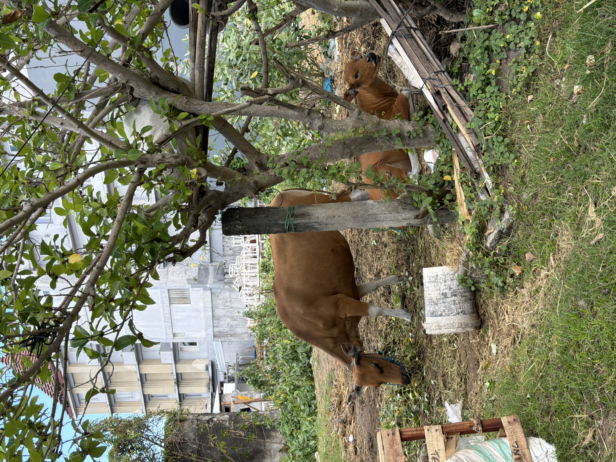 In Kuta, Indonesia, a brown cow stands in a dirt and grass yard, eating green foliage. Behind the cow, a smaller brown calf is lying down in a shaded area under trees. In the background, a multi-story building with cream and light gray facades is visible, along with lush green vegetation and various construction materials. The scene appears to be a typical yard or outdoor space within the city.
