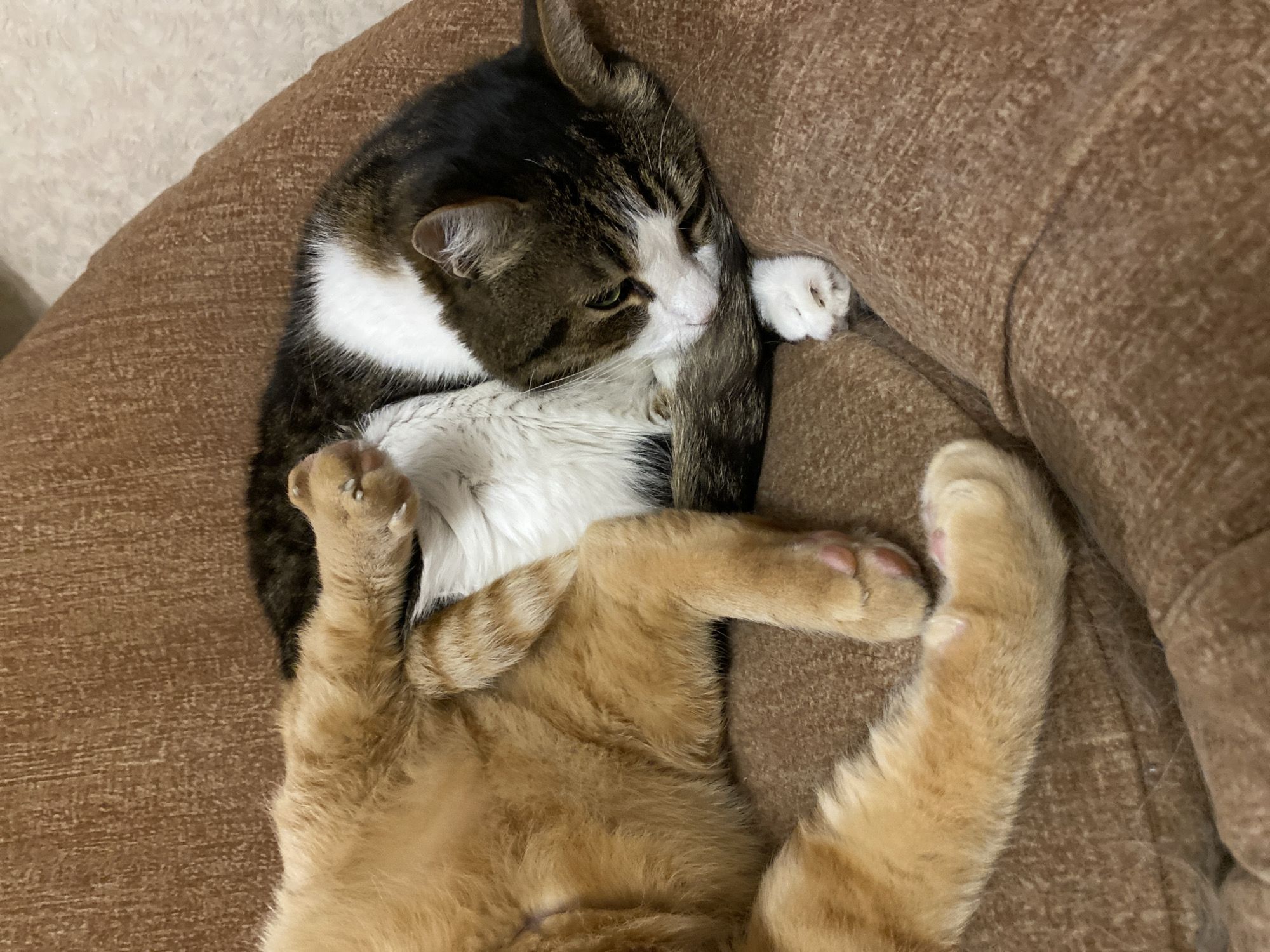 Two domestic cats are observed resting on a textured, woven brown upholstered surface, consistent with an indoor setting in Sevastopol, Ukraine.
The cat on the left is primarily ginger or orange tabby, positioned partially on its back with its abdomen and limbs visible. A faint, linear mark, consistent with a healed surgical incision, is present on its lower abdomen. Its left front paw is extended towards the second cat, with claws partially unsheathed. Its rear left leg and paw, showing pink paw pads, are also visible.
The cat on the right is a tabby-and-white domestic short-haired cat, curled into a compact sleeping or resting posture. Its fur displays brown, black, and grey tabby stripes on its back and head, contrasting with white fur on its chest, chin, and paws. Its head is lowered, and its eyes appear partially closed or squinted, revealing a greenish hue. One white paw is visible near its face, and its tail is wrapped around its body. Both cats appear calm and stationary.
