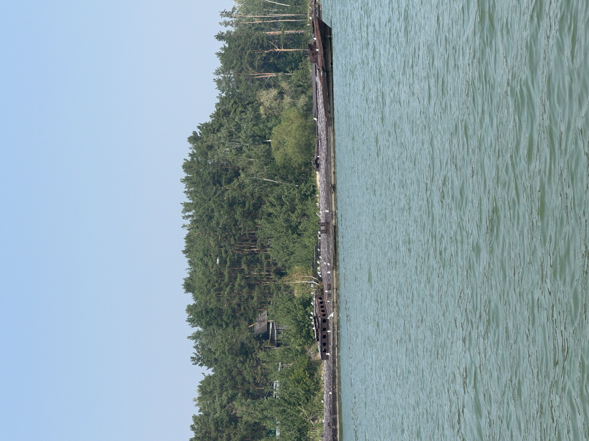 A long, rusted barge lies partially submerged in a body of water. The barge is covered in many seagulls. In the background, a dense forest of green trees lines the shore. Above the trees, the sky is clear and light blue. Several small, dilapidated wooden structures are partially visible among the trees on the shoreline. The scene is likely located in a natural environment, possibly a lake or river, near a wooded area.