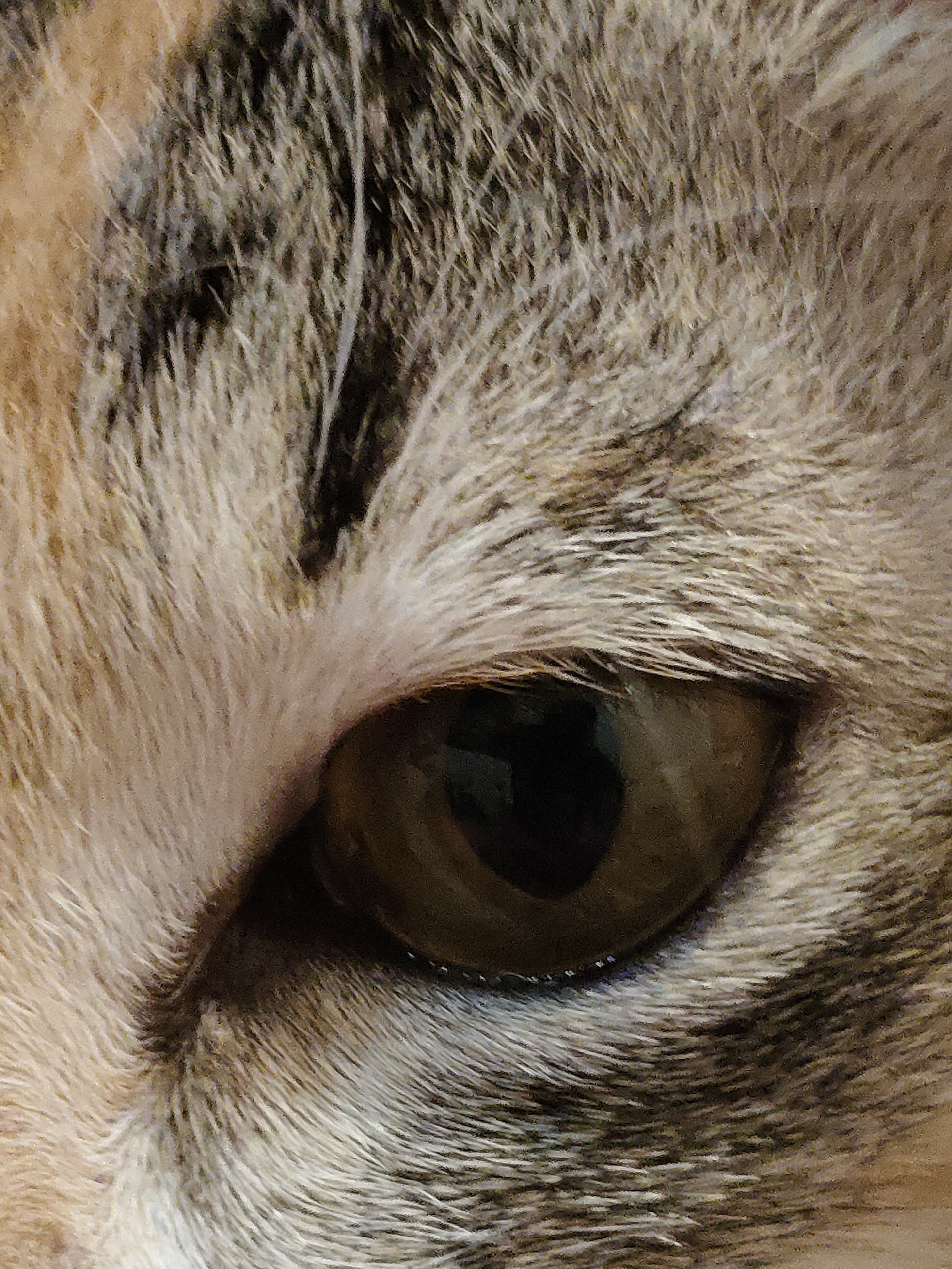 The image is an extreme close-up of a cat's eye and surrounding fur. The eye is a dark, greenish-brown color with a visible pupil. The fur exhibits a tabby pattern with stripes of light brown, beige, and dark gray. The image is devoid of any discernible urban environment, people, or specific locations within Davao City, Philippines.
