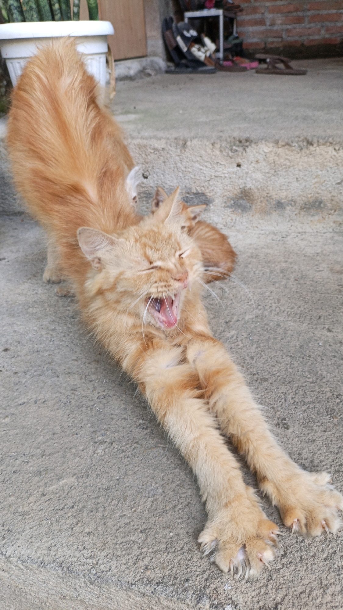 An orange cat with long fur is stretching its body horizontally on a concrete surface. Its mouth is wide open in a yawn, revealing its pink tongue and sharp teeth. The cat's eyes are closed, and its front paws are extended forward, displaying sharp claws. In the background, there is a white pot with green plants, a brick wall, and some scattered objects, possibly shoes. The scene appears to be an outdoor area, possibly a patio or walkway, in Cikal, Indonesia.