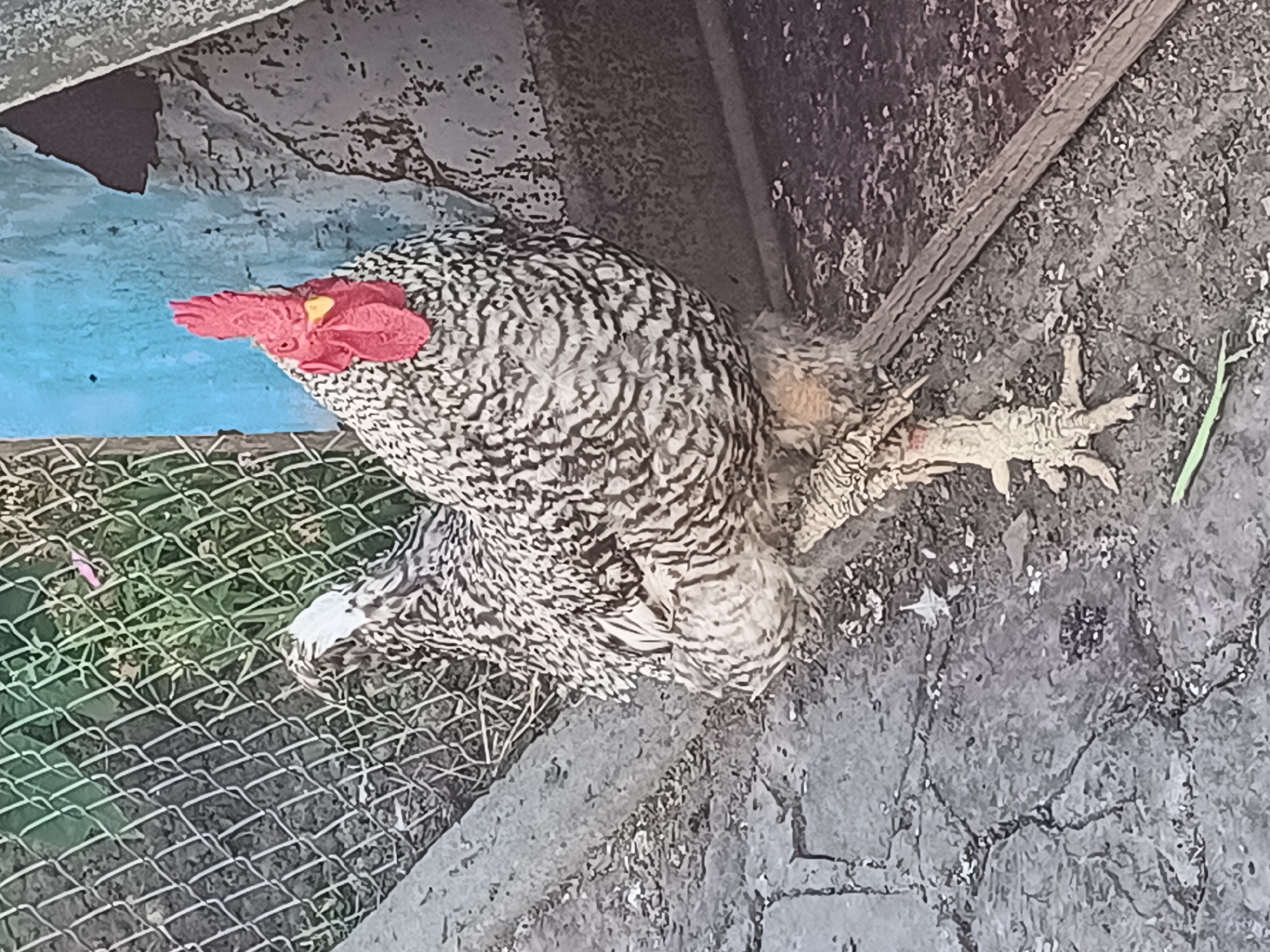 The image shows a rooster with black and white speckled feathers standing on a cracked concrete surface. The rooster has a bright red comb and wattle. Behind the rooster is a chain-link fence with green foliage visible through it. To the right of the rooster is a weathered blue wall and a dark, angled structure, possibly part of a shed or coop. The ground appears to be a mix of concrete and dirt with some debris. The scene is likely outdoors in a rural or semi-rural setting. This image was captured in the city of Nova Mohylnytsia, Ukraine.