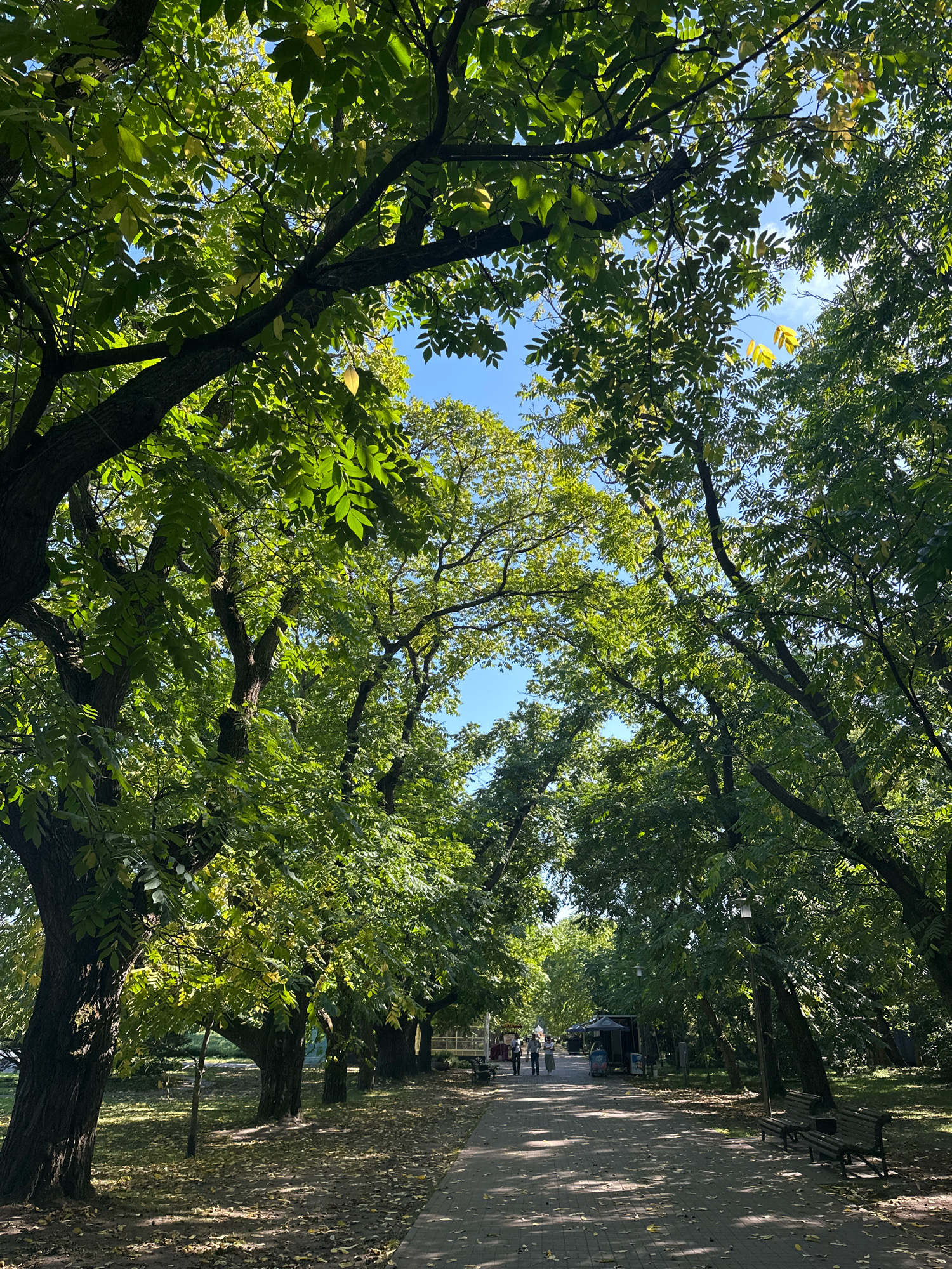 This is a daytime, eye-level shot of a tree-lined park path in Minsk, Belarus. The perspective looks down a gently curving, paved walkway lined with mature trees on both sides. The trees have full, green canopies, with sunlight filtering through the leaves, casting dappled shadows on the path. Fallen leaves are scattered on the path and the grassy areas bordering it. In the distance, several people are walking along the path, and there appear to be some small kiosks or stalls set up. Park benches are visible along the right side of the path. The sky is clear and blue.