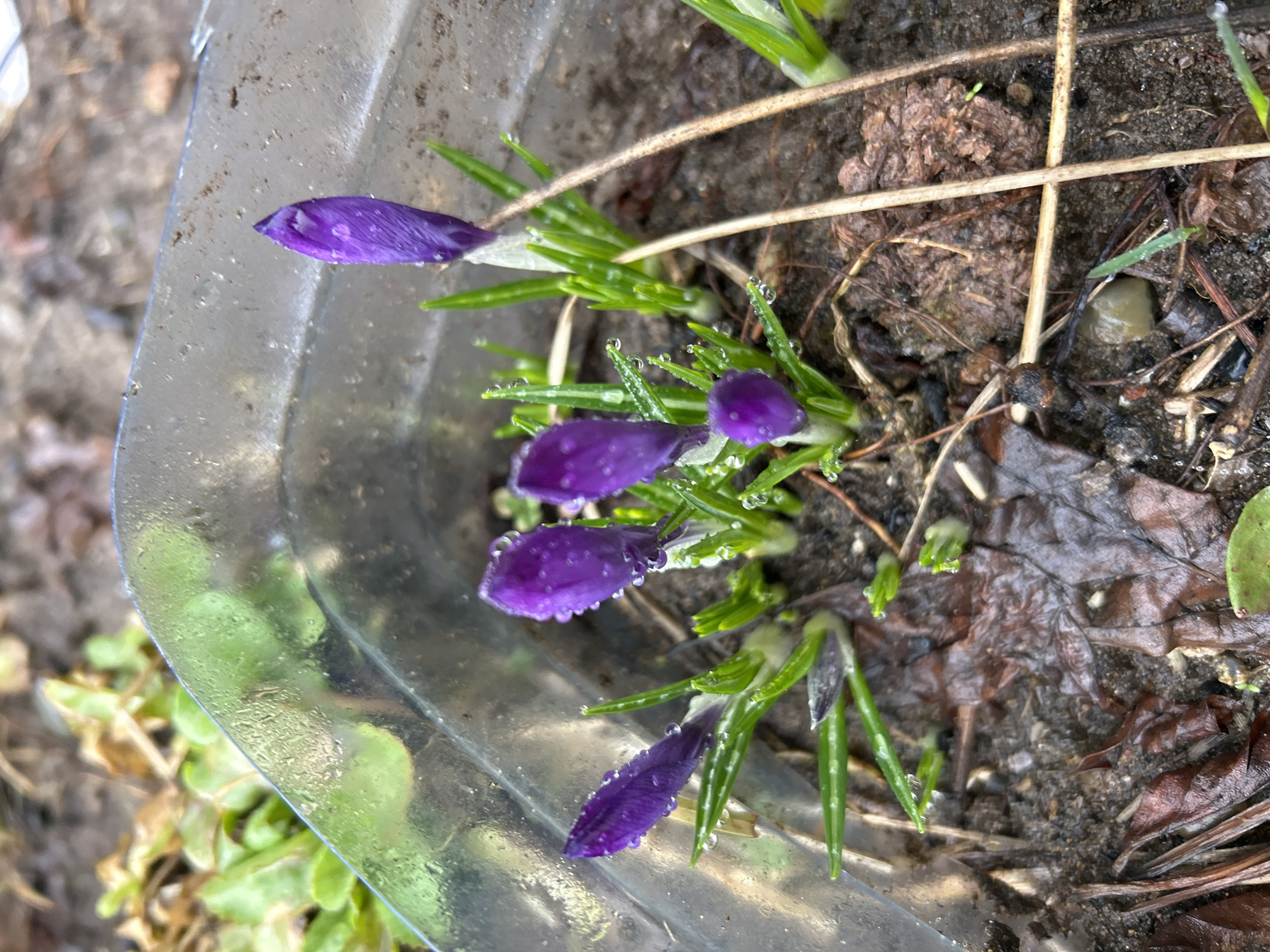 The image depicts several purple crocus flowers emerging from the soil in a container, likely a planter or small pot. The container is made of clear plastic and is partially visible on the left side of the frame. The flowers are in various stages of development, with some buds tightly closed and others beginning to open. Dewdrops or raindrops are visible on the petals and foliage. The soil surrounding the flowers appears dark and moist, with some scattered debris such as twigs and dead leaves. The image's location is Unknown, Unknown.
