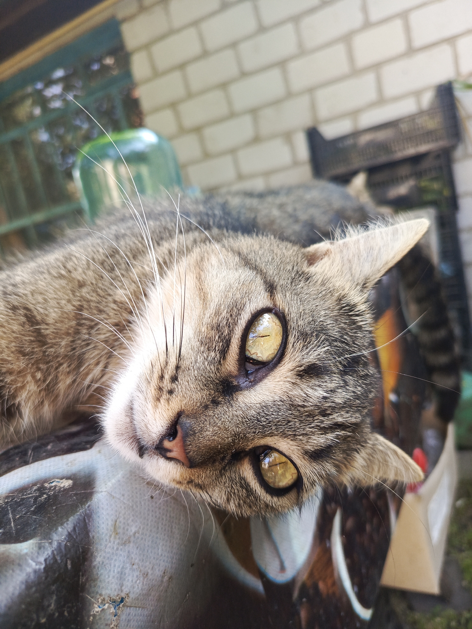A close-up, slightly overhead, eye-level shot shows a tabby cat lying down outdoors. The cat's head is angled towards the viewer, and its body extends out of frame to the left. The cat's fur is a mix of gray, brown, and black stripes, with white fur around its muzzle and chest. Its eyes are a striking yellow-green color, and its whiskers are long and white. The cat appears relaxed, with its eyes partially closed. The background is blurred but suggests an outdoor setting with a brick wall, some greenery, and what looks like a plastic crate. The cat is resting on a surface that appears to be a printed tarp or fabric with a colorful, abstract pattern. The lighting is bright, suggesting it is daytime.