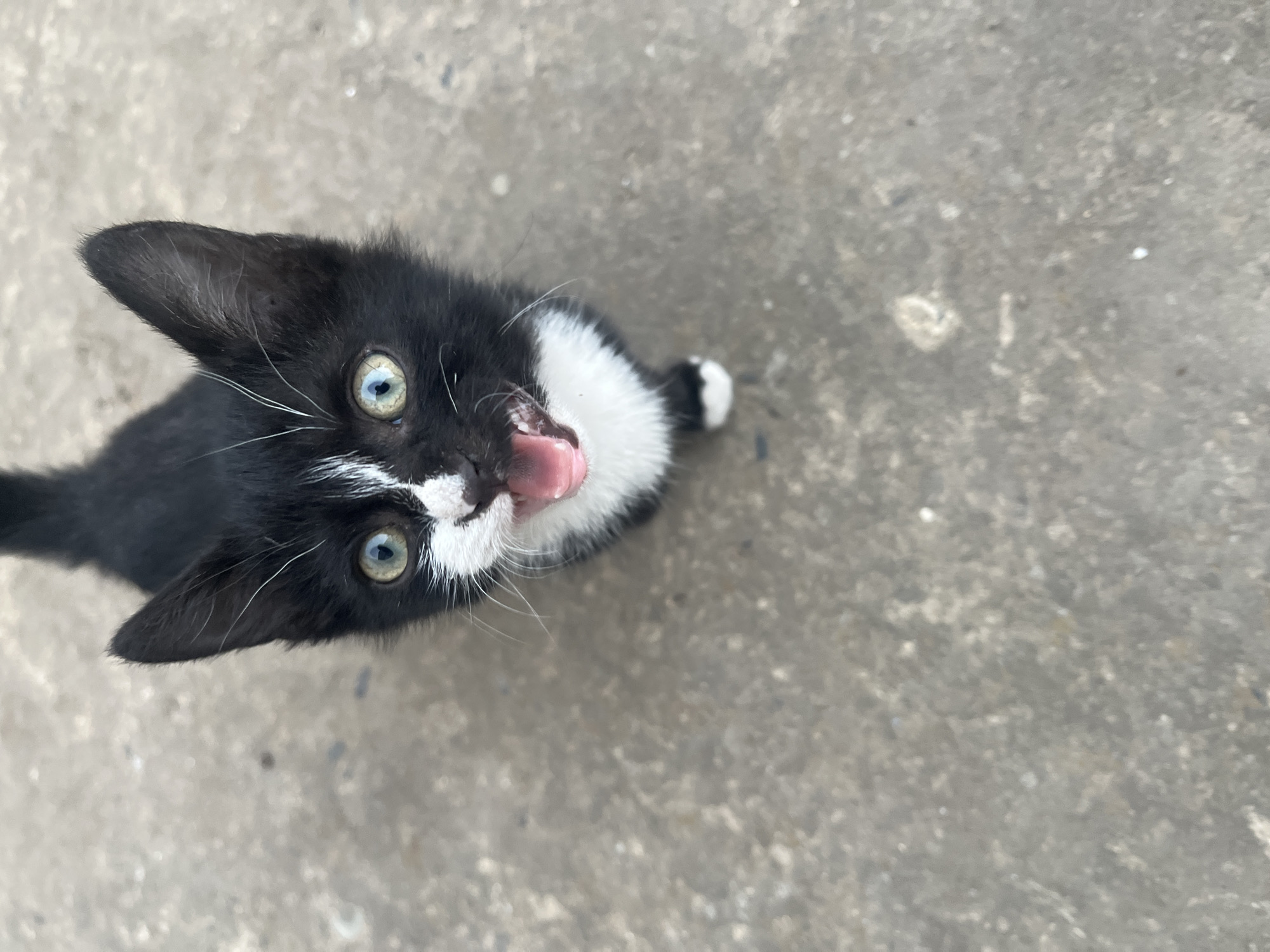 A black and white kitten with green eyes and its mouth open is looking up at the camera, standing on a grey concrete surface. The kitten has white markings on its face and chest, and one of its front paws is white. The background is out of focus and appears to be a grey, textured surface. The image is taken from a high angle, looking down at the kitten. The kitten's tongue is visible, and it appears to be meowing or calling out. The concrete surface has small pebbles and variations in color, suggesting it is an outdoor area.