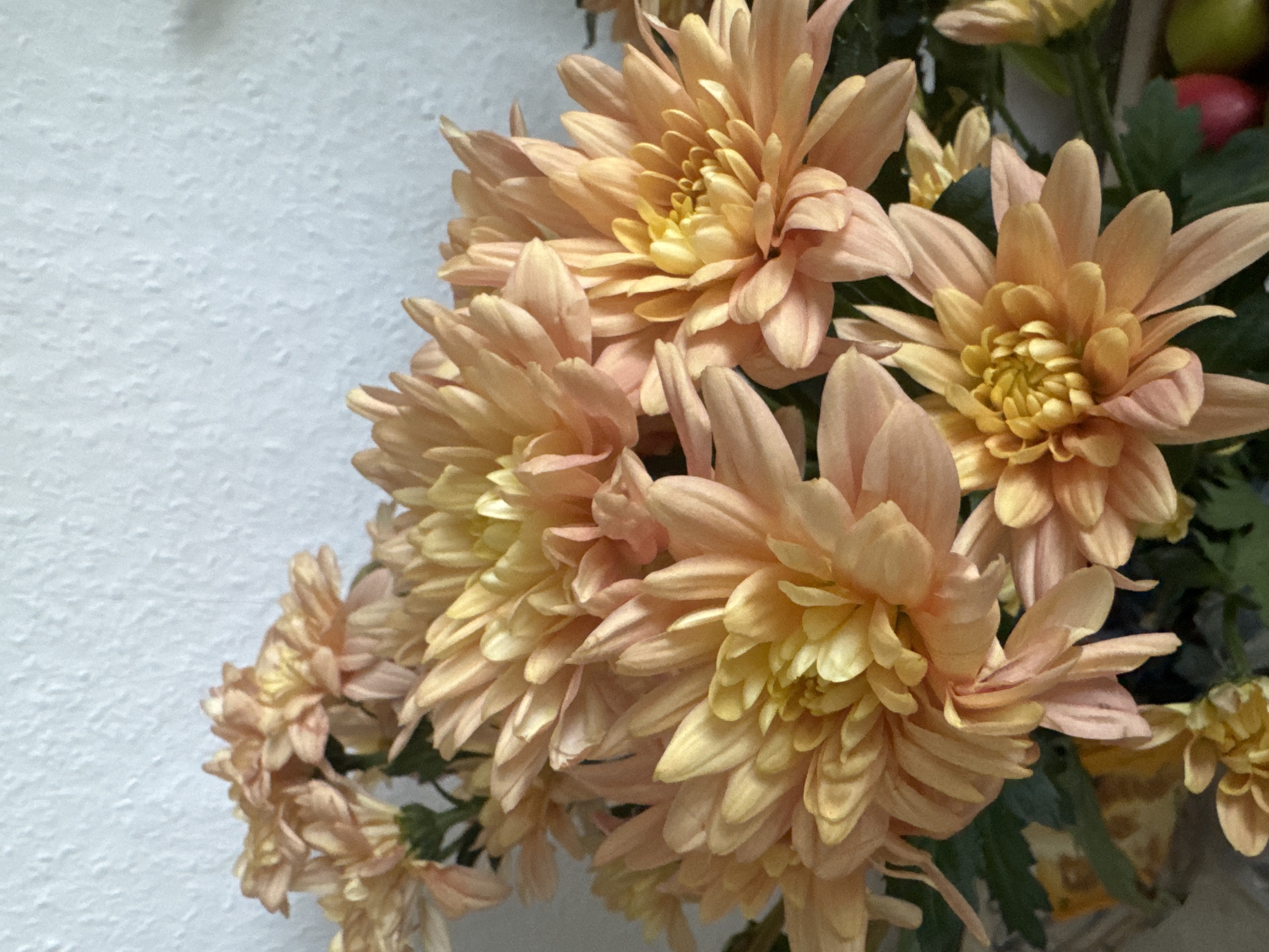 A close-up, vertical, medium shot captures a bouquet of peach and yellow chrysanthemums against a textured white wall. The flowers are in various stages of bloom, with layered petals fanning outwards from their centers. Some of the blooms are fully open, revealing their yellow stamens, while others are more tightly furled. Dark green leaves are interspersed among the flowers, adding depth and contrast. The lighting appears to be natural, casting soft shadows and highlighting the delicate texture of the petals. The background is plain and unfocused, drawing all attention to the floral arrangement. The scene suggests an indoor setting, possibly a home or a florist shop, and there is no indication of specific location within Waltershausen, Germany.