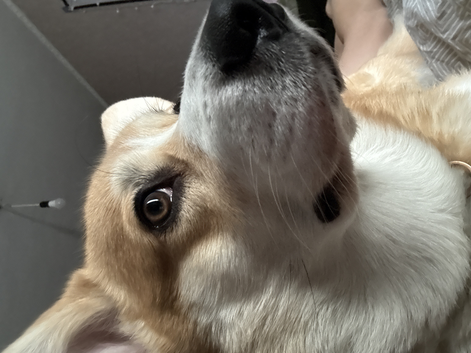 A close-up, upside-down view of a tan and white dog, likely a Corgi, fills the frame. The dog's nose is large and black, and its left eye is visible and focused. A small portion of what appears to be a person's foot is visible in the background. The background also includes a wall or ceiling. No information related to the location of Borzya, Russia, is contained within the visual elements of the image.