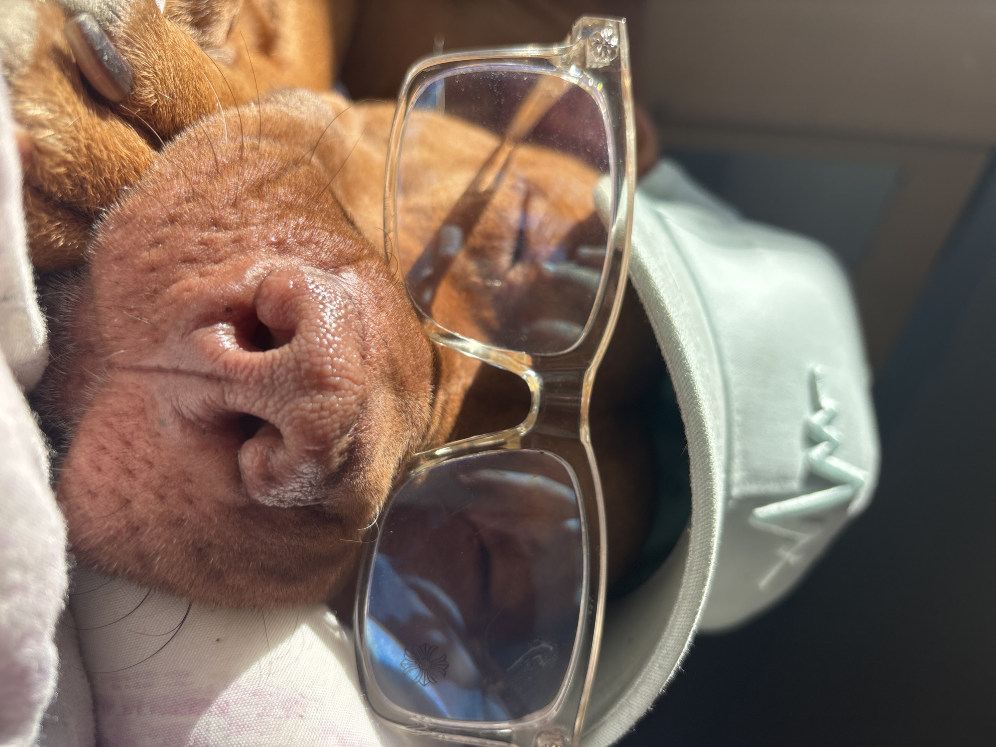 A close-up shot focuses on a dog's snout and muzzle, lying on what appears to be soft fabric. A pair of eyeglasses with clear frames rests over the dog's nose, casting a reflection of light in its lenses. The dog's fur is a reddish-brown color, and its nose has a distinct texture. A light-colored fabric is visible around the dog's head and the eyeglasses. There is insufficient information to determine the location in Sofia, Bulgaria.
