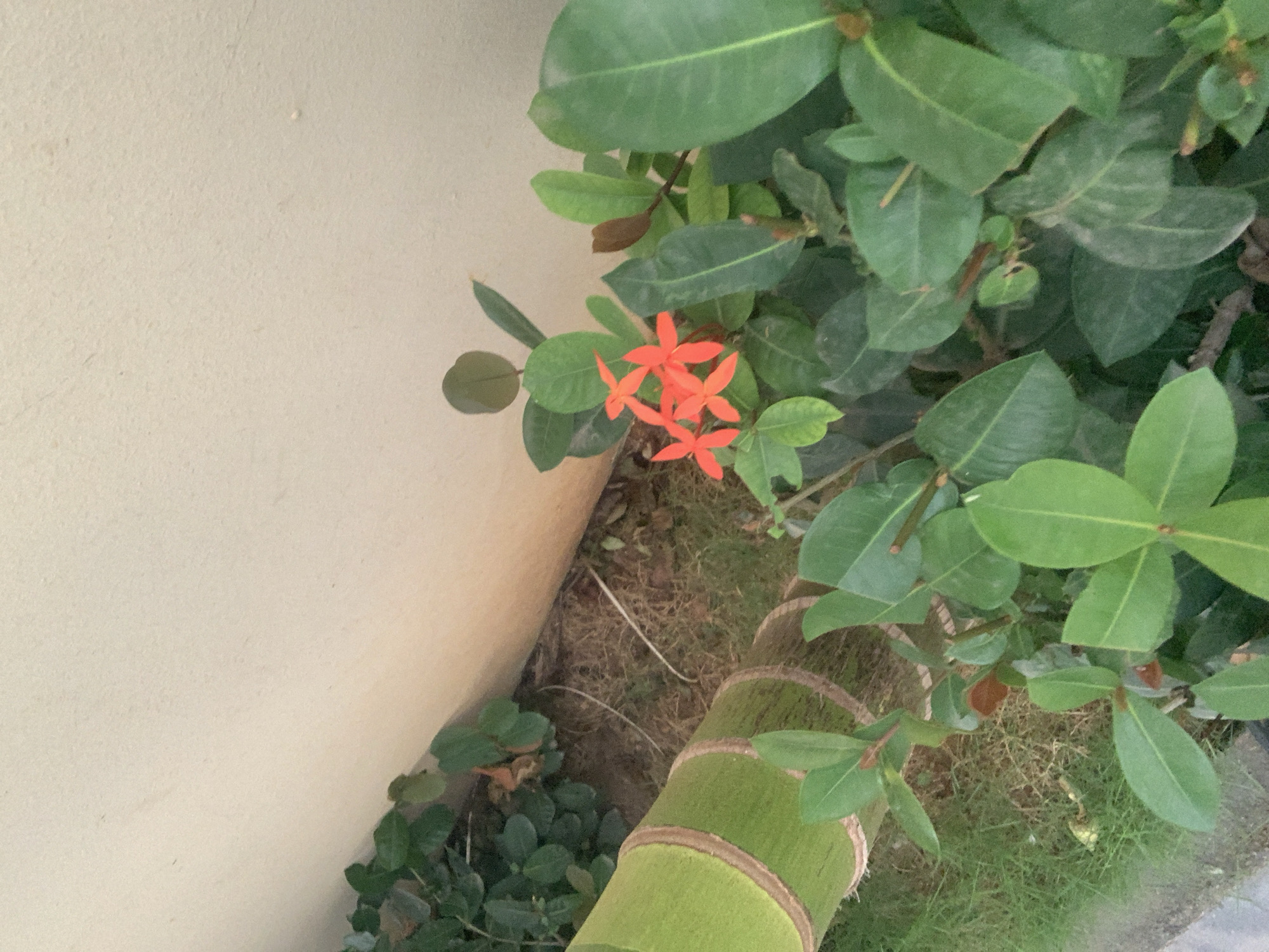 A close-up, eye-level shot showcases lush green foliage and vibrant red flowers against a textured, cream-colored wall. The scene appears to be an outdoor setting in Abuja, Nigeria, possibly a garden or a manicured outdoor space adjacent to a building. In the foreground, a portion of a thick, segmented green bamboo stalk is visible on the left, providing a strong vertical element. To its right, a cluster of bright red ixora flowers with their star-shaped petals stands out against the dense, dark green leaves of a shrub. The ground beneath the plants is a mix of dry grass, soil, and scattered leaves. The cream-colored wall, which dominates the upper portion of the image, has a slightly rough, uneven texture and is illuminated by natural light, casting soft shadows. The overall impression is one of natural beauty and vibrant color in an urban environment. There are no people or animals visible in the image.
