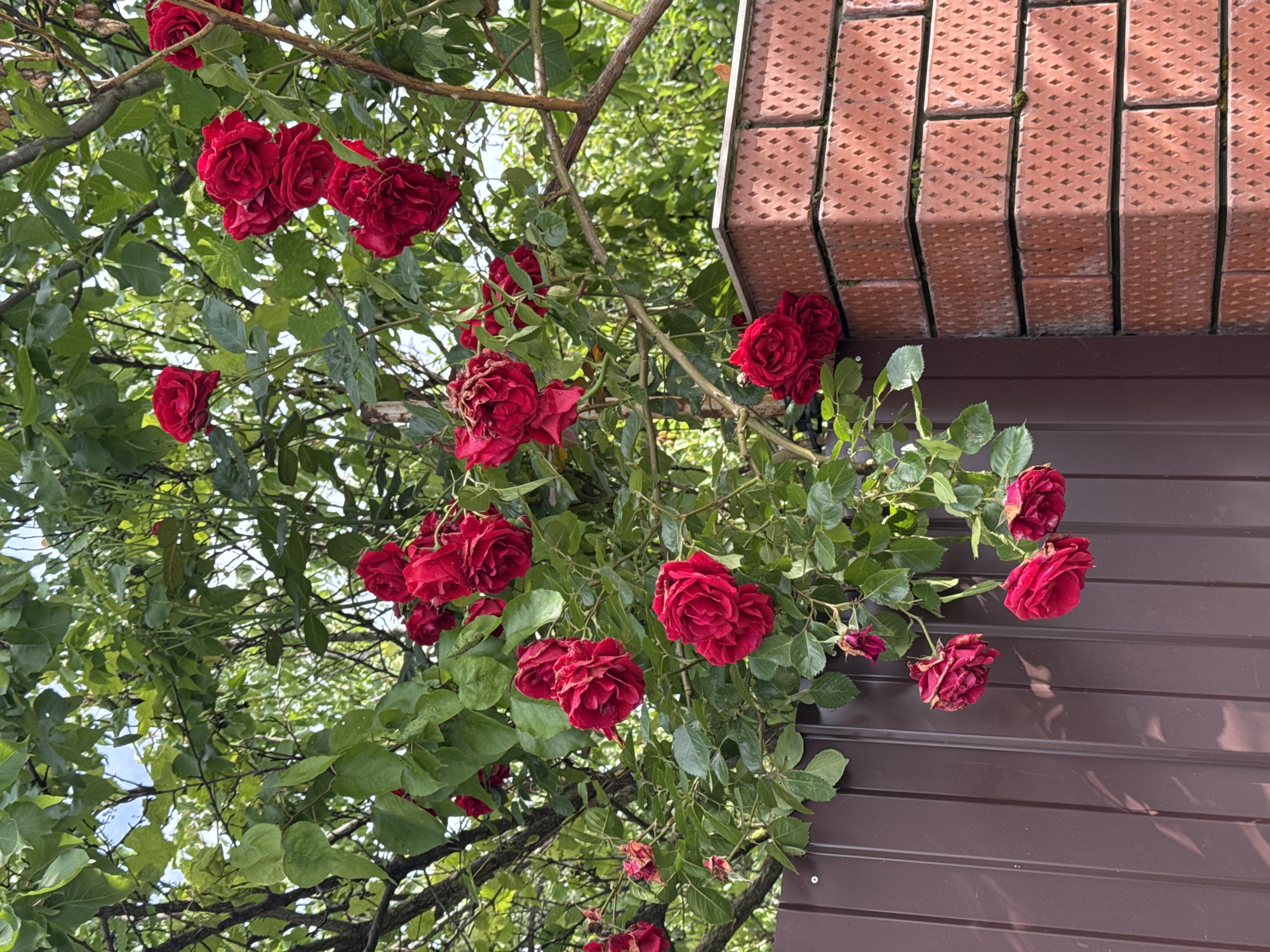 The image depicts red roses growing along the side of a building in Yelizavetinskaya, Russia. The roses are densely clustered with green leaves, positioned against a building with a reddish-brown horizontal siding and a brick trim. The background includes branches and leaves from other trees. The overall light suggests it is daytime.