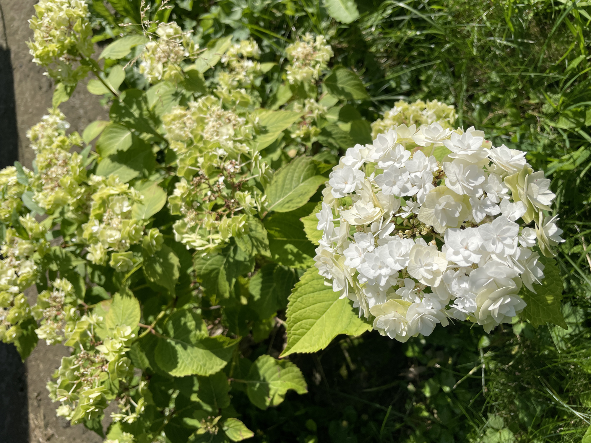 A close-up, eye-level shot captures a white hydrangea flower in the foreground, its delicate petals fanning out against a backdrop of green foliage and grass. The hydrangea is in full bloom, with a large cluster of blossoms taking center stage. The surrounding leaves are a vibrant green, some catching the sunlight and appearing almost yellow. In the background, out of focus, are more hydrangea blooms, transitioning from a pale green to white. The setting appears to be an outdoor garden, with a hint of a paved surface or pathway in the upper left corner. The image was taken in Piatra-Neamț, Romania.