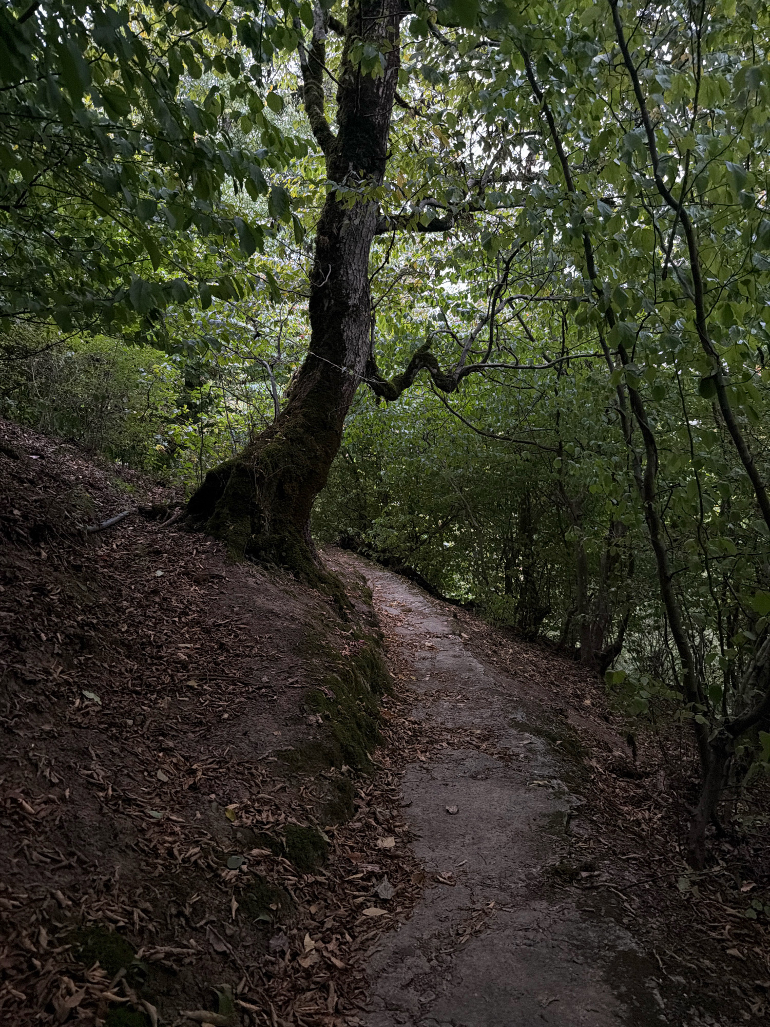 An inclined dirt path winds through a dense forest. The path is covered with fallen leaves and is bordered by moss-covered trees and thick foliage. The sunlight filters through the canopy, casting dappled shadows on the ground. The atmosphere is serene and untouched, suggesting a remote or natural setting. This scene is located in the city of Masalli, Azerbaijan.