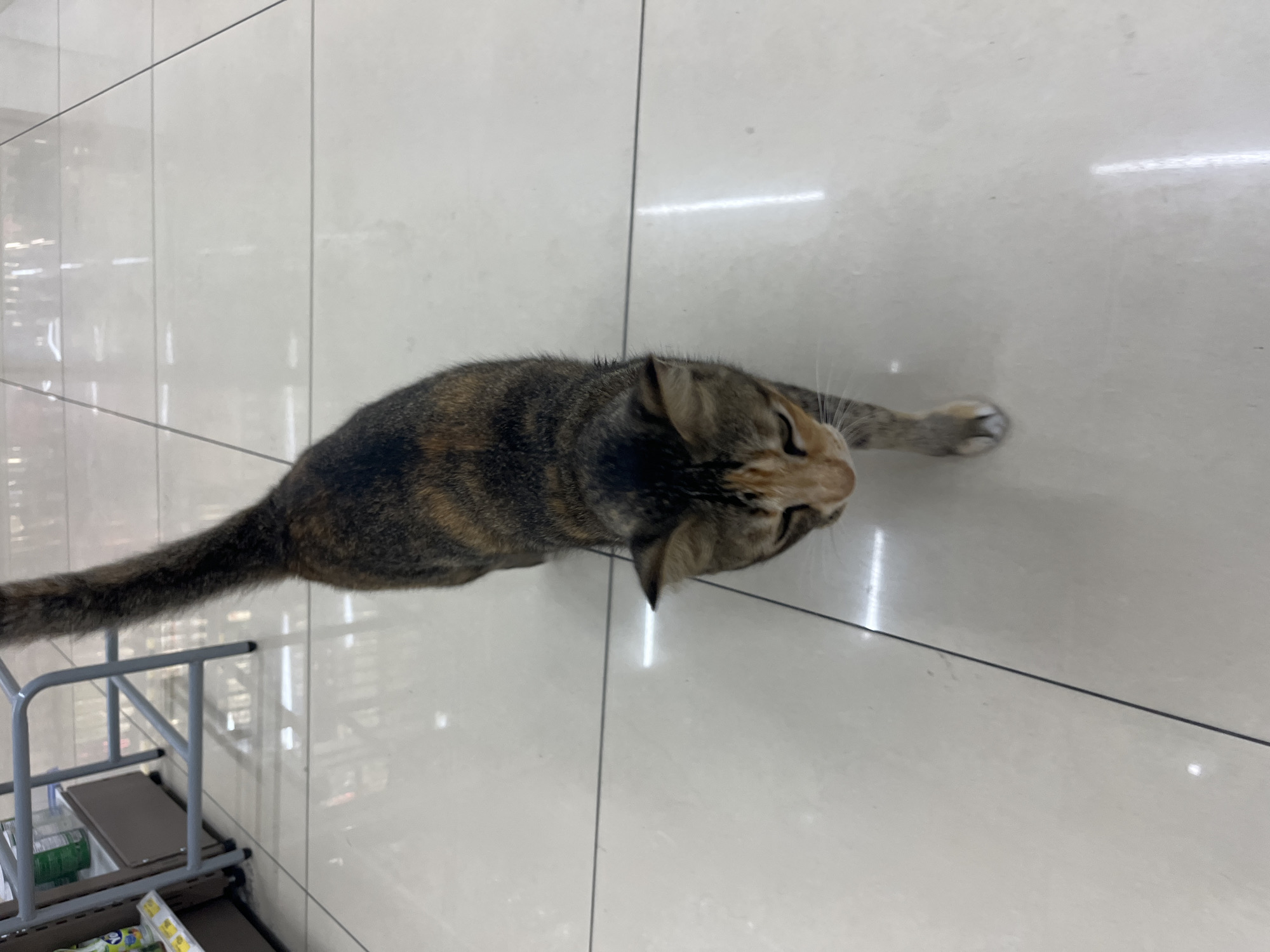 A calico cat walks on a tiled floor in what appears to be a retail environment. The cat has brown, black, and orange markings on its fur. Its tail is long and bushy and it is looking down at the floor as it walks. In the background, a metal shelving unit is visible. The floor is made of light-colored tiles with dark grout lines. This scene is located in Rawai, Thailand.