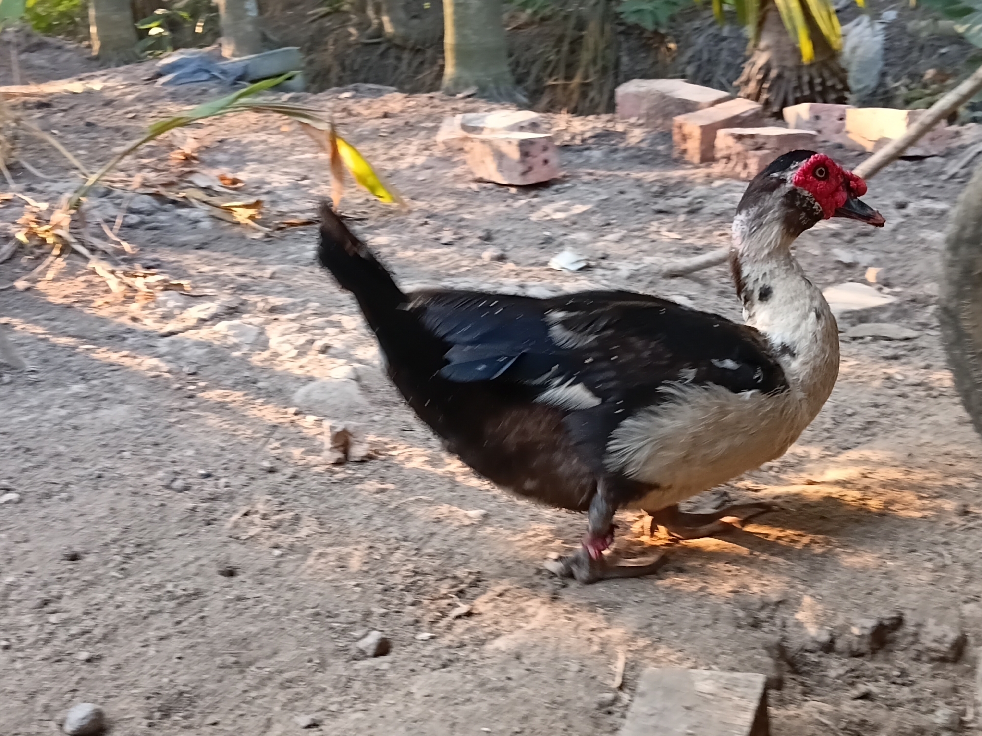A single Muscovy duck stands on a dirt ground with scattered leaves and stones. The duck has black and white feathers, with red warty skin around its eyes and beak. In the background, there are several trees, some broken bricks, and what appears to be a gray tarp or plastic sheeting. The lighting suggests it is daytime, with shadows indicating the position of the sun. The location is identified as Margo Rukun, Indonesia.
