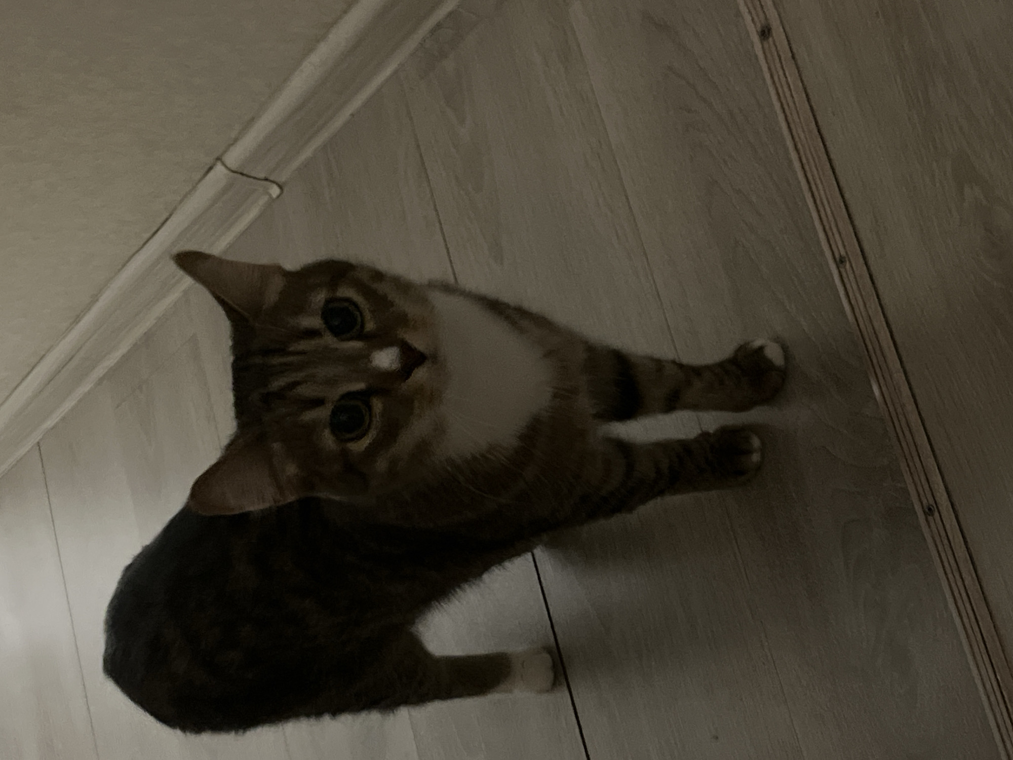 A tabby cat with white markings is sitting on a light-colored wooden floor. The cat is looking up at the camera. The environment is an indoor setting, evidenced by the baseboard visible in the upper left corner of the image. The city of Izhevsk, Russia cannot be confirmed based on the visual information.
