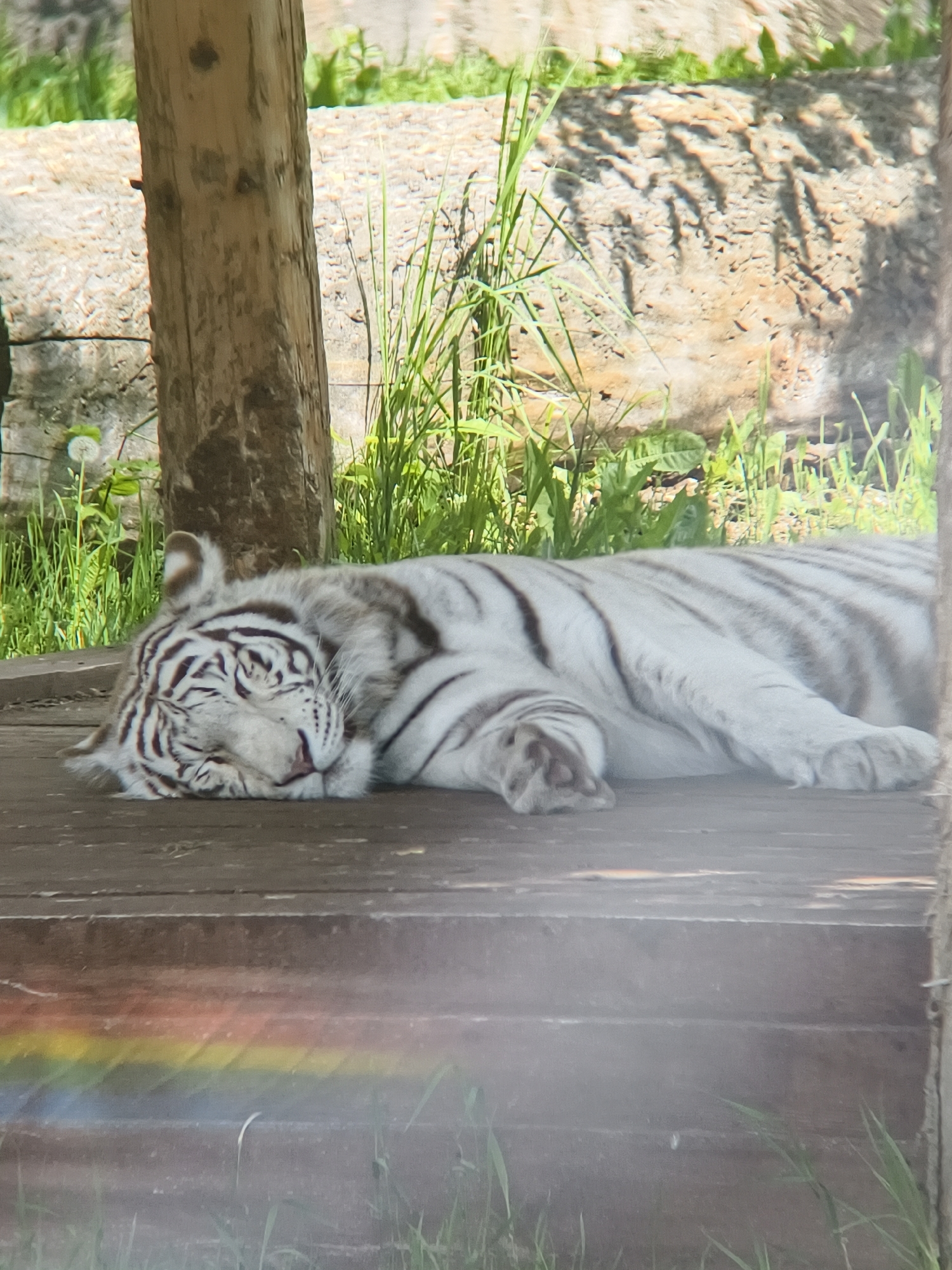 A white tiger is captured sleeping soundly on a dark wooden platform in an outdoor setting. The tiger is lying on its left side, with its head resting peacefully on its front paws, and its eyes are closed. Its fur is white with prominent black stripes across its body, head, and limbs.
To the left and behind the tiger, a vertical wooden post or tree trunk stands, with vibrant green grass and foliage growing around its base and further into the midground. The background consists of a textured, light-colored wall or rocky formation, also dotted with patches of green grass and foliage, suggesting a zoo enclosure or animal sanctuary. The lighting indicates a sunny daytime, with clear shadows and bright highlights on the surfaces.
A notable detail in the foreground is a horizontal band of colorful light refraction, resembling a rainbow, stretching across the lower part of the wooden platform. This effect suggests a lens flare or light passing through a medium before reaching the camera. The overall scene conveys a sense of tranquility and rest. There is no visible text in the image. The context suggests this location may be in Izhevsk, Russia.