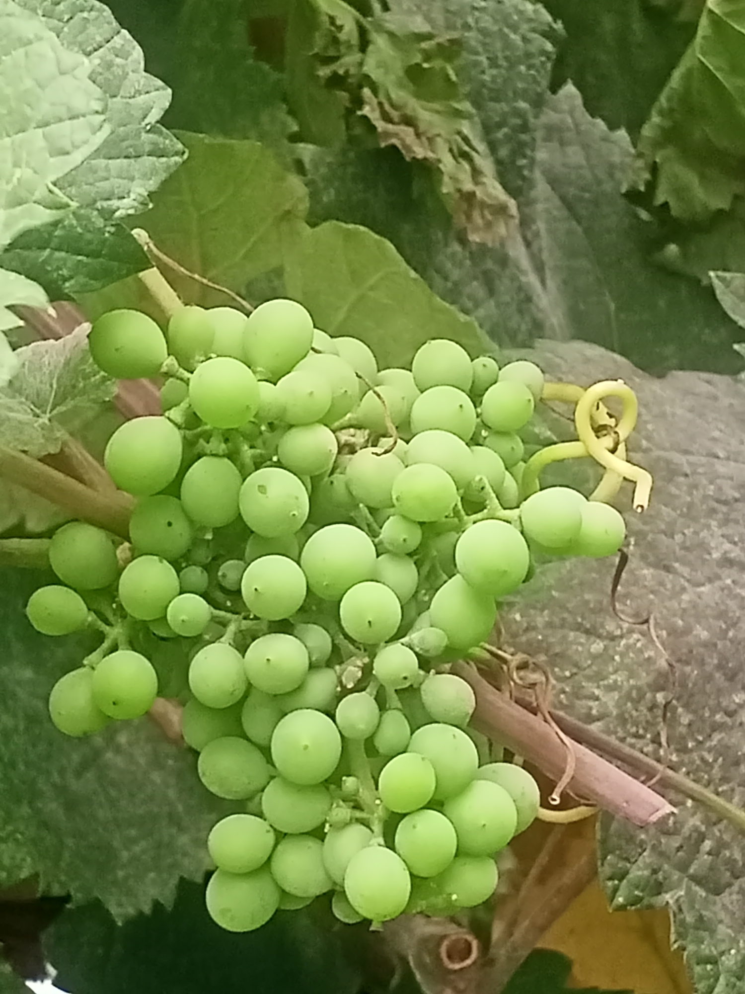 A close-up, eye-level shot of a cluster of unripe green grapes hangs from a vine, surrounded by large, textured green leaves and a rough, greyish-brown surface that could be a wall or a rock. The grapes are small and round, varying in size, and are tightly packed together on their stems. A single yellow tendril curls prominently on the right side of the image, near a thick, brown vine. The overall impression is one of natural growth in an outdoor setting, possibly a vineyard or a garden. The image is focused on the grapes, with the background being softly blurred, suggesting a shallow depth of field. The lighting appears to be natural daylight, casting subtle shadows and highlighting the texture of the grapes and leaves. There are no people or animals visible in the frame. The scene is located in Sokuluk, Kyrgyzstan.