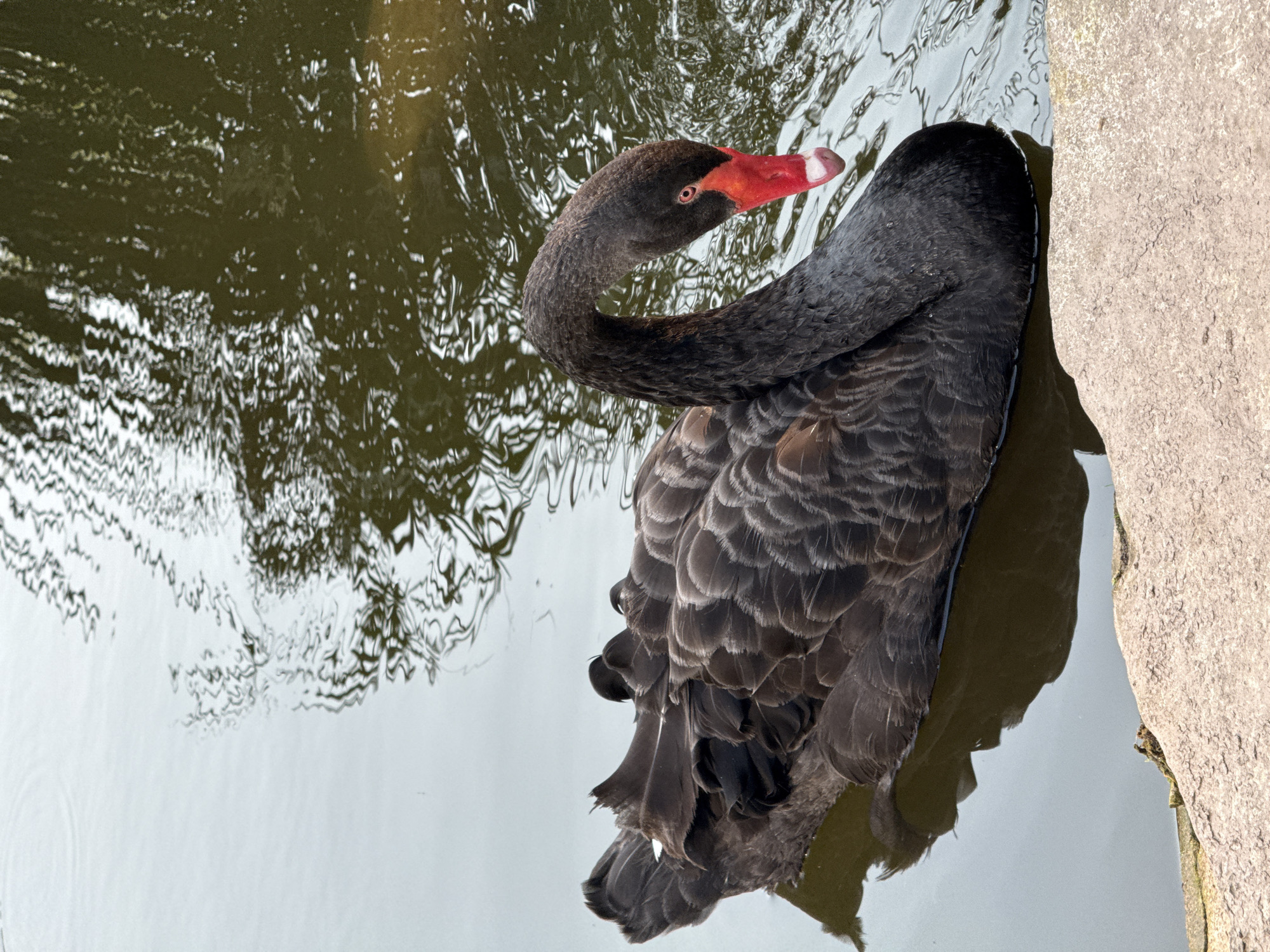 A black swan (Cygnus atratus) with dark black plumage, a distinctive bright red beak featuring a white band near the tip, and a visible red eye, floats in water. Its long neck is gracefully curved downwards and slightly to the right, suggesting it is looking into the water or foraging. The swan's body is partially submerged, revealing ruffled feathers on its back. The water surface exhibits varying reflections; the upper left portion is a lighter, reflective grey, while the upper right and central-right areas are a darker, olive-green color with visible ripples and distorted reflections of unknown elements. A light-colored, rough-textured stone or concrete edge borders the water in the foreground, running horizontally across the bottom of the frame. This scene takes place in the city of Jiangjin, China.