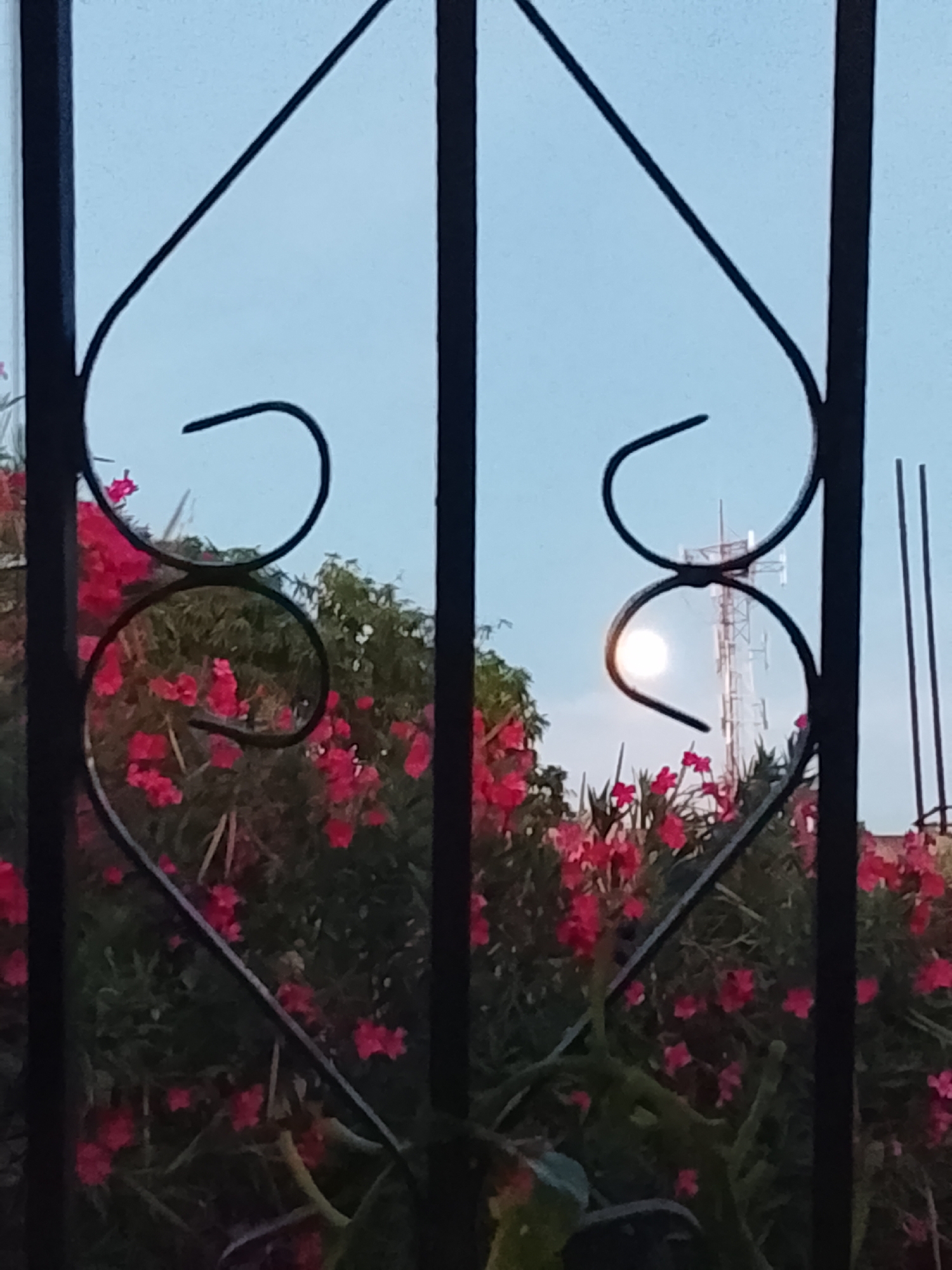 The image captures an outdoor scene viewed through an ornate black metal grate, characterized by heart-like and scroll patterns. Lush green foliage adorned with vibrant pink and red flowers fills the midground, creating a dense, natural barrier. In the background, a clear, light blue sky suggests twilight or early night. A bright, circular moon glows prominently on the right side, partially framed by the dark metalwork. To the right of the moon, a tall, skeletal communication tower stands against the sky, with additional vertical structures visible further right. The setting appears calm and serene, capturing a moment of natural beauty alongside human infrastructure. This scene is located in Altagracia, Venezuela. There are no people or discernible text in the image.