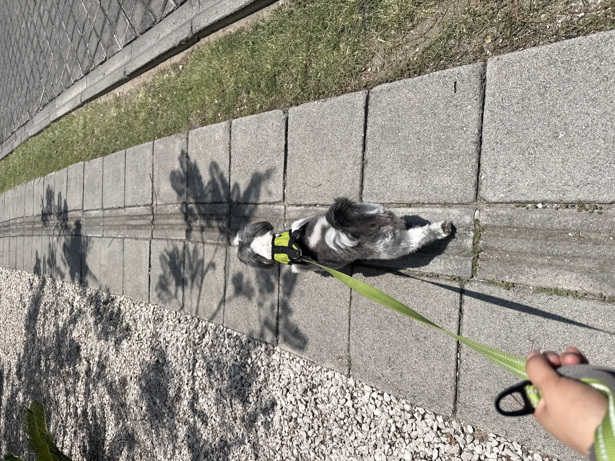 A small dog is lying on a concrete sidewalk, with a green leash extending to a hand holding the leash. The dog has grey and white fur and is wearing a black and yellow harness. The sidewalk is made of rectangular concrete blocks and there is a narrow strip of grass between the sidewalk and a gravelly area. A tree casts shadows on the sidewalk and gravel. Based on the architecture and vegetation, it is likely that this picture was taken in Puebla, Mexico.