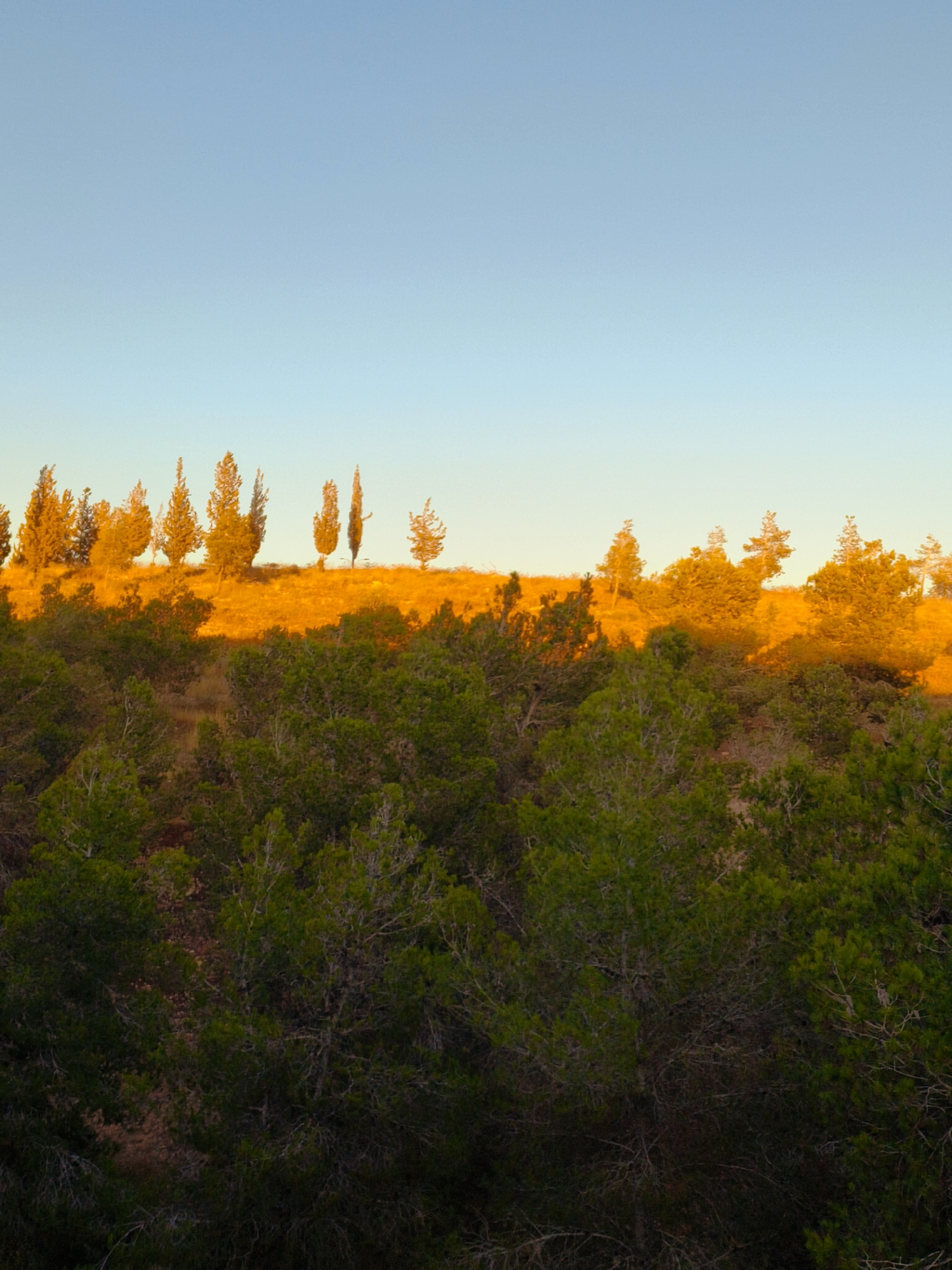 The image depicts a hillside landscape at sunset in Be'er-Sheva, Israel. The sky is a clear, gradient blue, transitioning to a lighter hue near the horizon. A line of trees, illuminated by the warm glow of the setting sun, stands on the crest of the hill. These trees are varied in shape and size, some appearing tall and slender, others more rounded and bushy. Below this line of trees, the hillside is bathed in the golden light of sunset, creating a striking contrast with the dense, dark green foliage of a forest that occupies the foreground. This forest appears to be composed of pine trees, with their needles creating a textured, layered appearance. The ground beneath the trees in the foreground is uneven and appears to be covered in soil and perhaps some dry vegetation. There are no people or animals visible in the frame, and the scene is entirely natural.