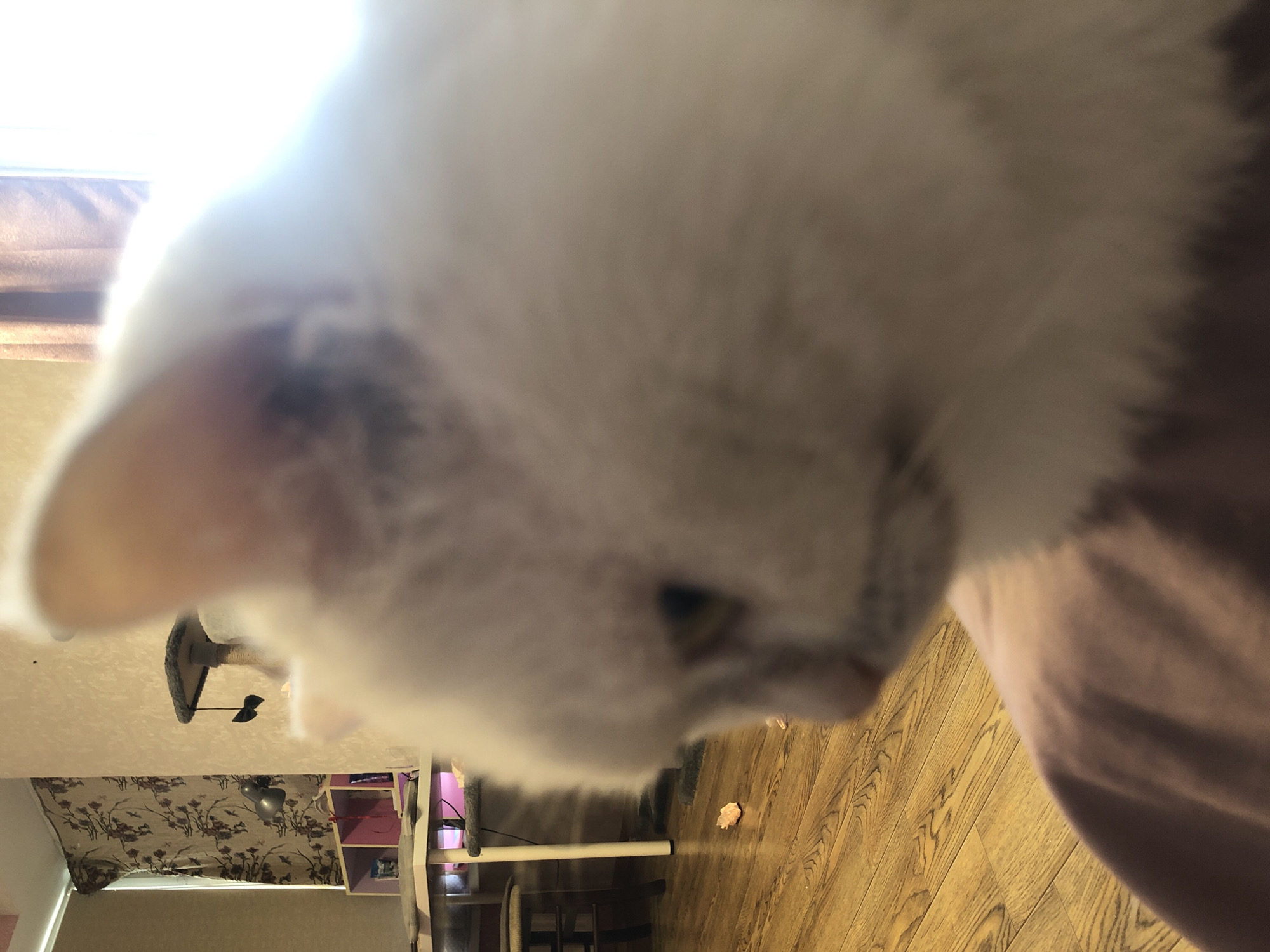 A close-up, blurry, low-angle shot shows the head and upper body of a white cat facing right. The cat's eye is visible, along with some darker fur on its head. The cat is resting on a pinkish-purple blanket or piece of clothing. In the background, a wooden floor is visible, with a small pink object on it. Further back, a white table with pink shelves is partially visible, along with a cat tree with a bow toy. A floral patterned curtain hangs in the background, and a window with natural light is to the right.