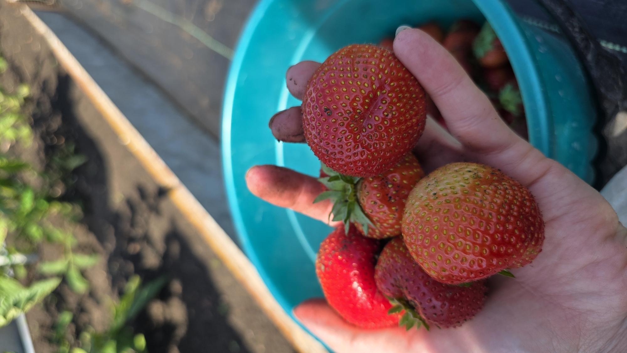 A person's hand, with visible dirt on their fingers, holds several ripe strawberries over a teal bucket. The strawberries are a vibrant red with small yellow seeds. In the background, blurred green foliage and dark soil suggest an outdoor setting, possibly a garden or farm. The image appears to be taken in Старошареево, Russia.