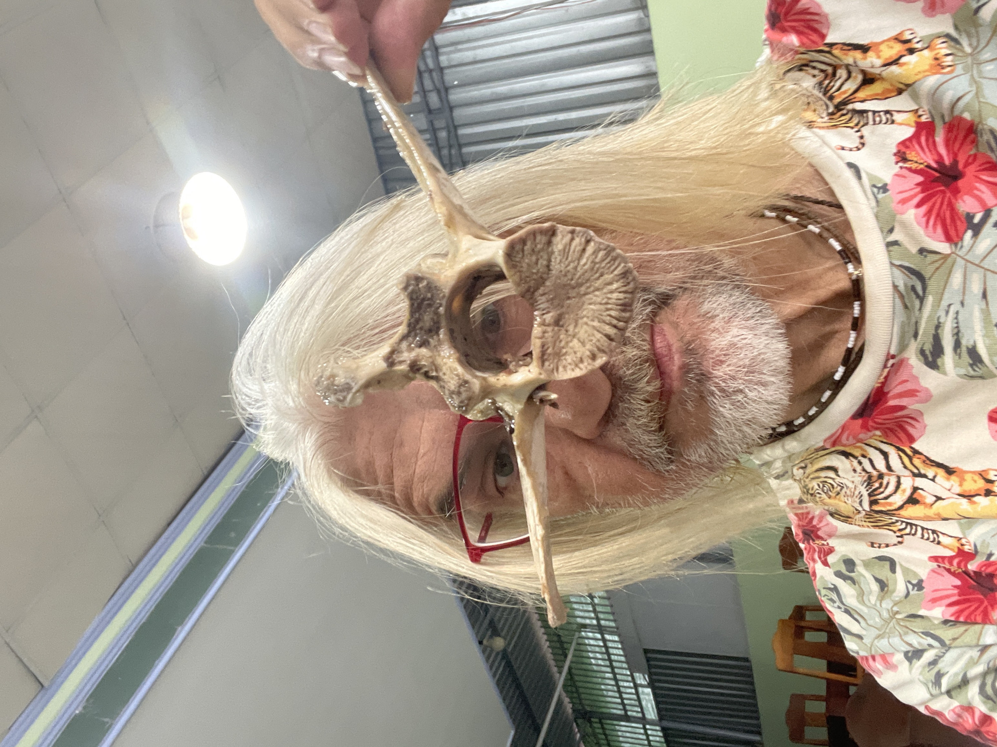 An individual with long, light blonde/white hair and a white beard is captured from a low angle, holding a large, intricately shaped bone structure up to their right eye. They are wearing red-framed glasses. The bone, possibly a vertebra from a large animal, has a central opening through which the person appears to be looking, and features a distinct fan-like, textured growth or section on one side.
The person is wearing a light-colored shirt adorned with a vibrant tropical pattern, showcasing red hibiscus flowers and stylized orange tigers with black stripes.
The setting is an indoor space, indicated by a bright, circular ceiling light fixture visible in the upper left of the frame, and a light-colored, paneled ceiling. In the background, behind the person's head, there are elements suggesting a room with light green walls, metal blinds or shutters, and glimpses of wooden furniture, possibly a chair.
The activity appears to be a playful or curious examination of the bone, as if using it as a unique eyepiece. The individual's expression, partially obscured by the bone and glasses, conveys engagement. No text is visible in the image. The location context provided is Phu Thuy Ward, Vietnam.