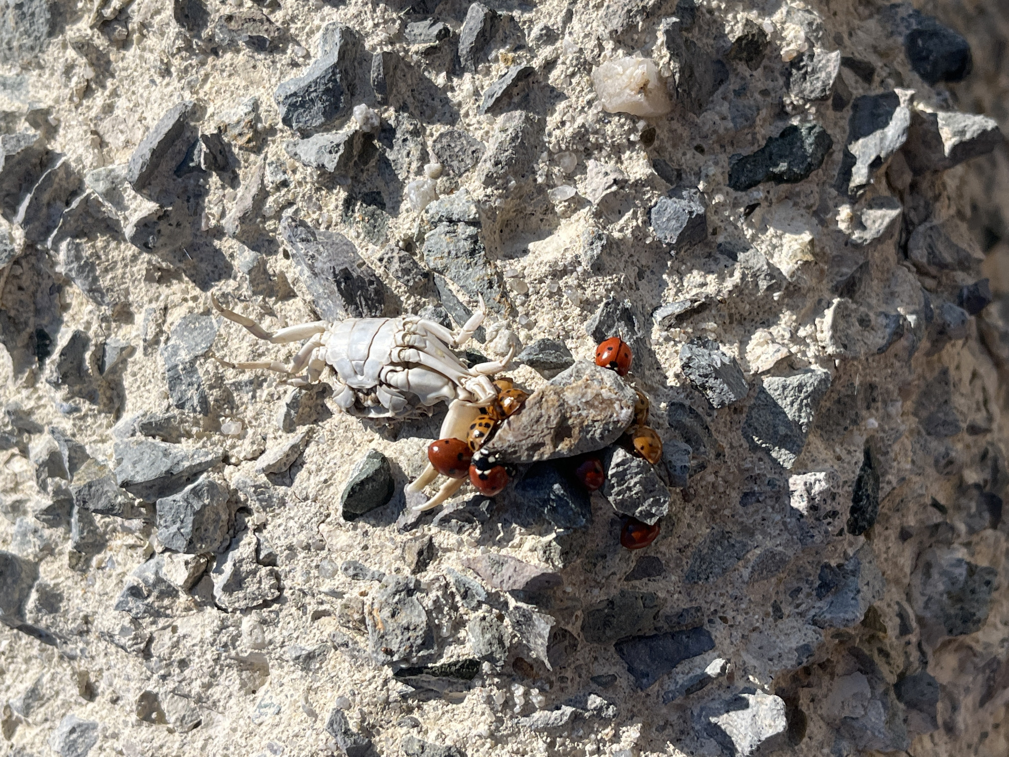 On a sunlit, rough concrete surface in Kranevo, Bulgaria, lies a desiccated crab exoskeleton and a collection of ladybugs clustered around a small stone. The concrete has an aggregate texture of small, dark gray rocks and white cement. The crab shell is brittle and off-white. The ladybugs are mostly red with black spots, clinging to the stone and the crab shell.