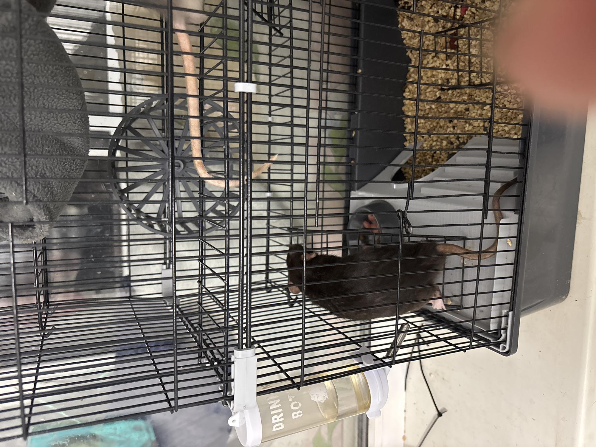 A black rat is resting inside a black wire cage. The cage contains a running wheel, a hammock, and a water bottle attached to the side. Pelleted bedding is visible in the background. The cage is indoors, with an exterior wall visible in the background.