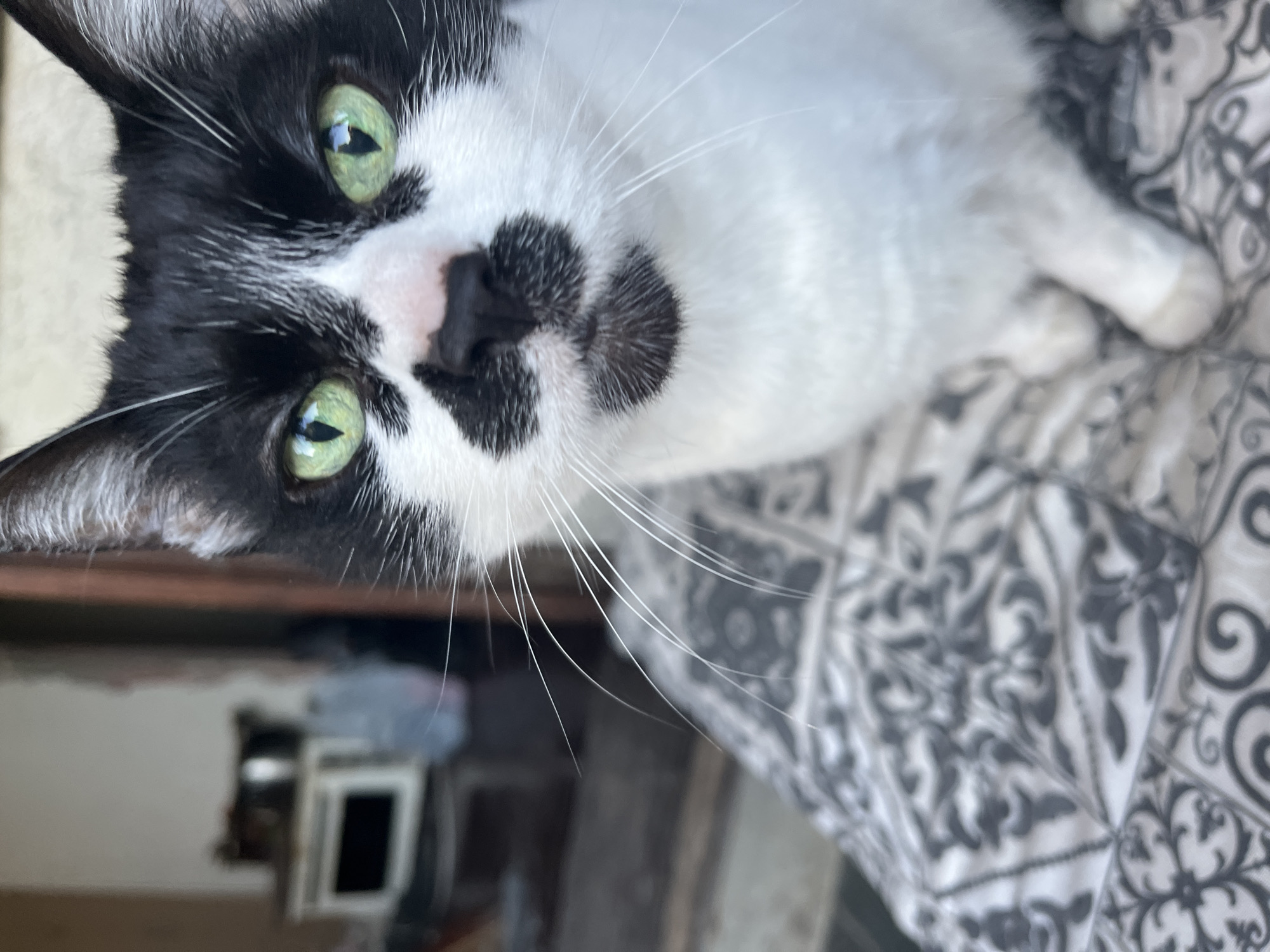 A close-up, upside-down view captures a black-and-white cat with green eyes. The cat's face is predominantly white with black patches around its nose and above its eyes. It has long white whiskers. The cat lies on a gray and white patterned surface, possibly a bedspread. Behind the cat, out of focus, is a glimpse of an interior space. There is no indication of location in Varna, Bulgaria.